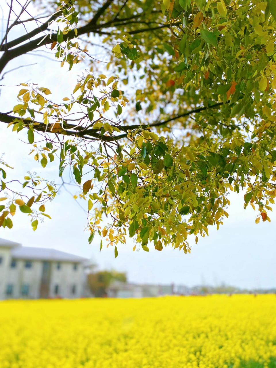 望亭花海|不容错过的油菜花田 北太湖(望亭)旅游风景区的"油菜花海"是