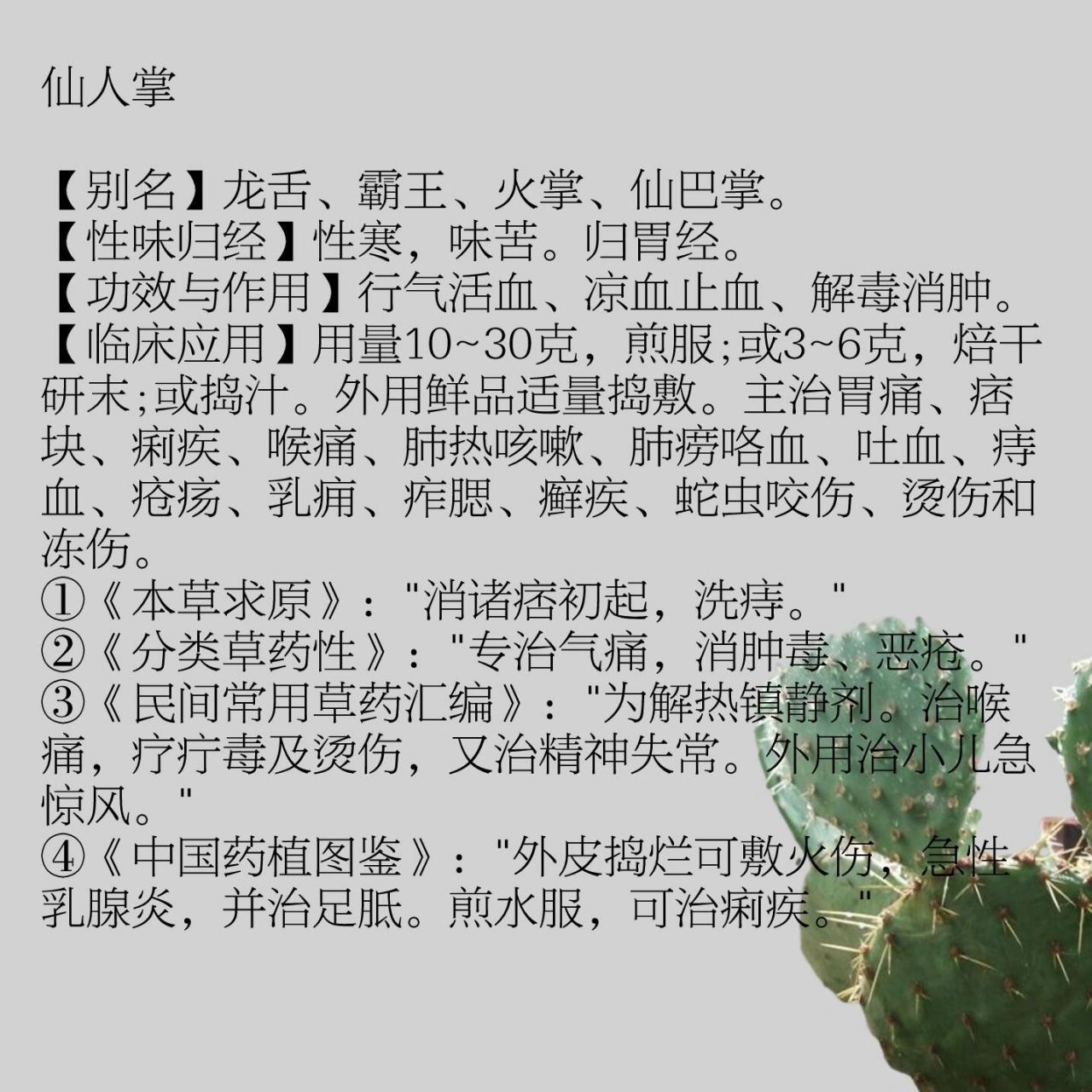 仙人掌的气味怎么描写图片