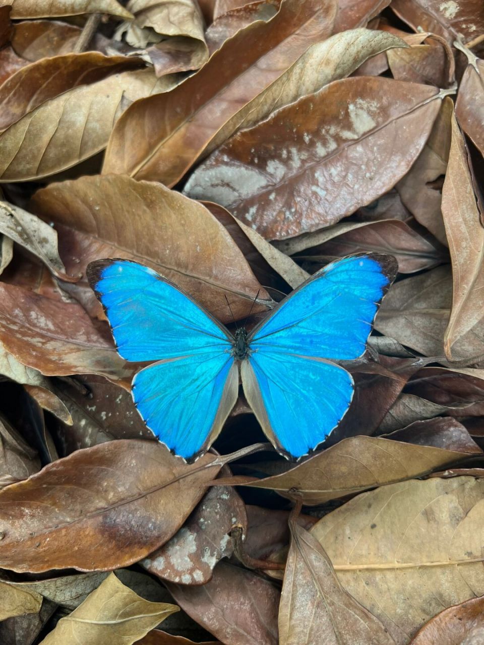 黎明闪蝶—希望每一个人心里都有黎明的曙光 黎明闪蝶产自秘鲁亚马逊