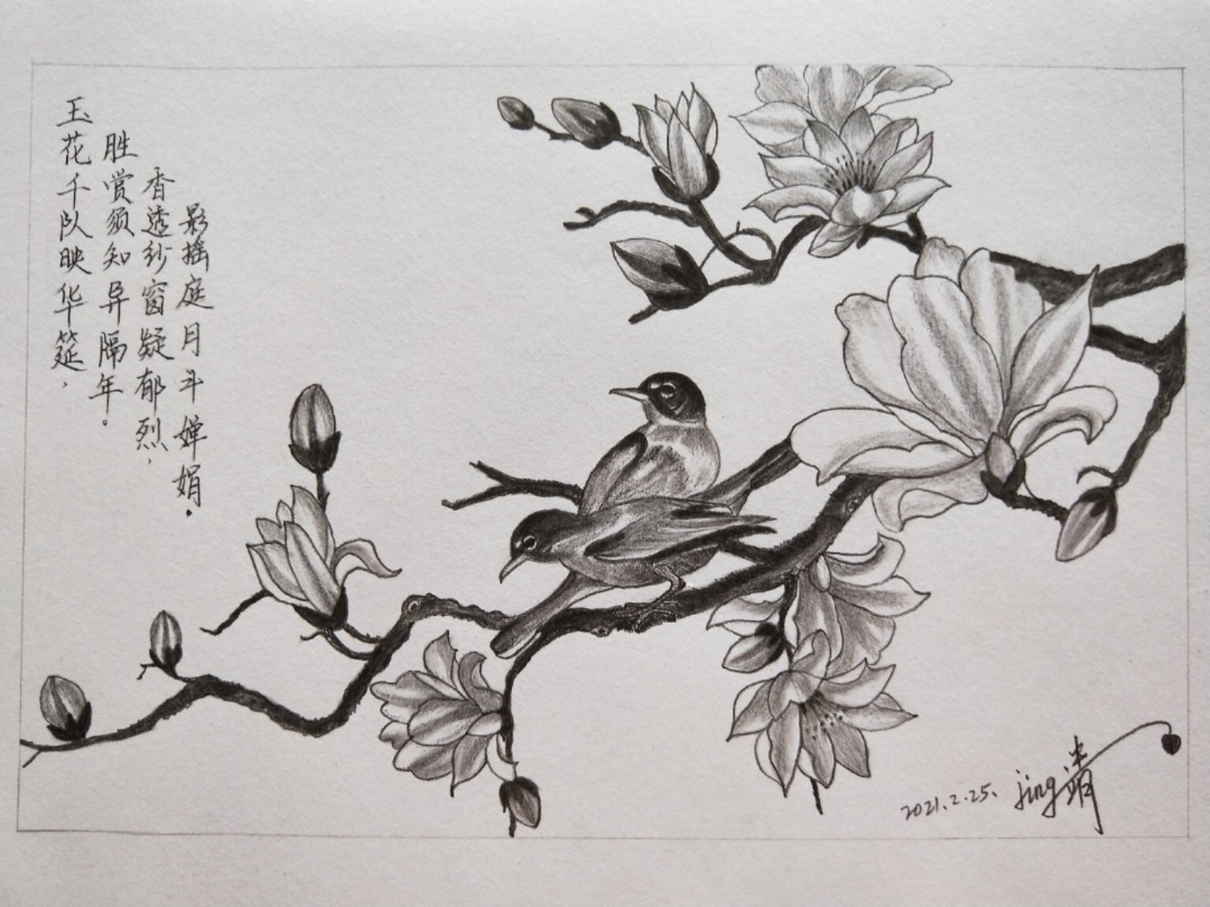 玉兰花怎么画素描图片