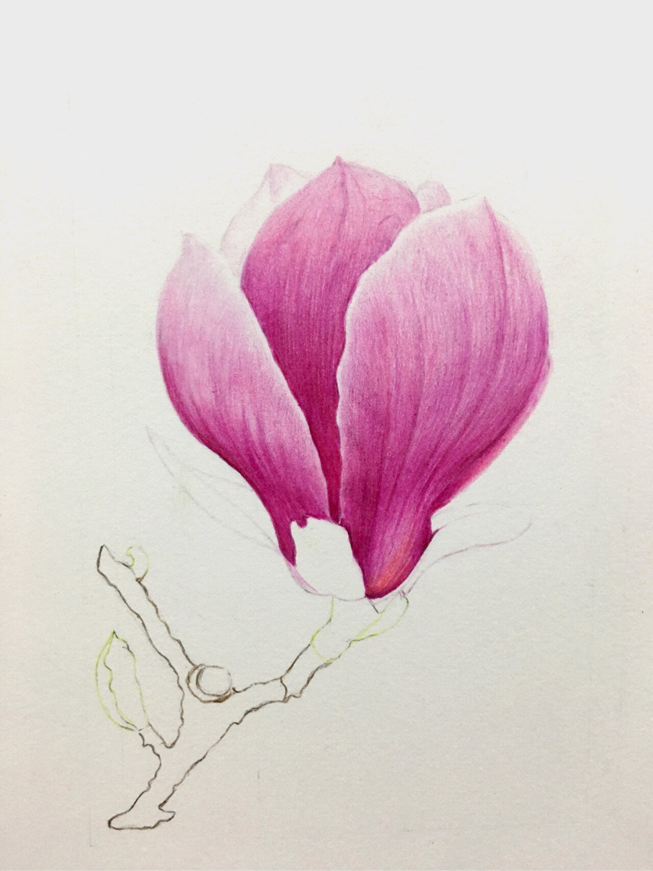 彩铅玉兰花(绘画步骤图)分享