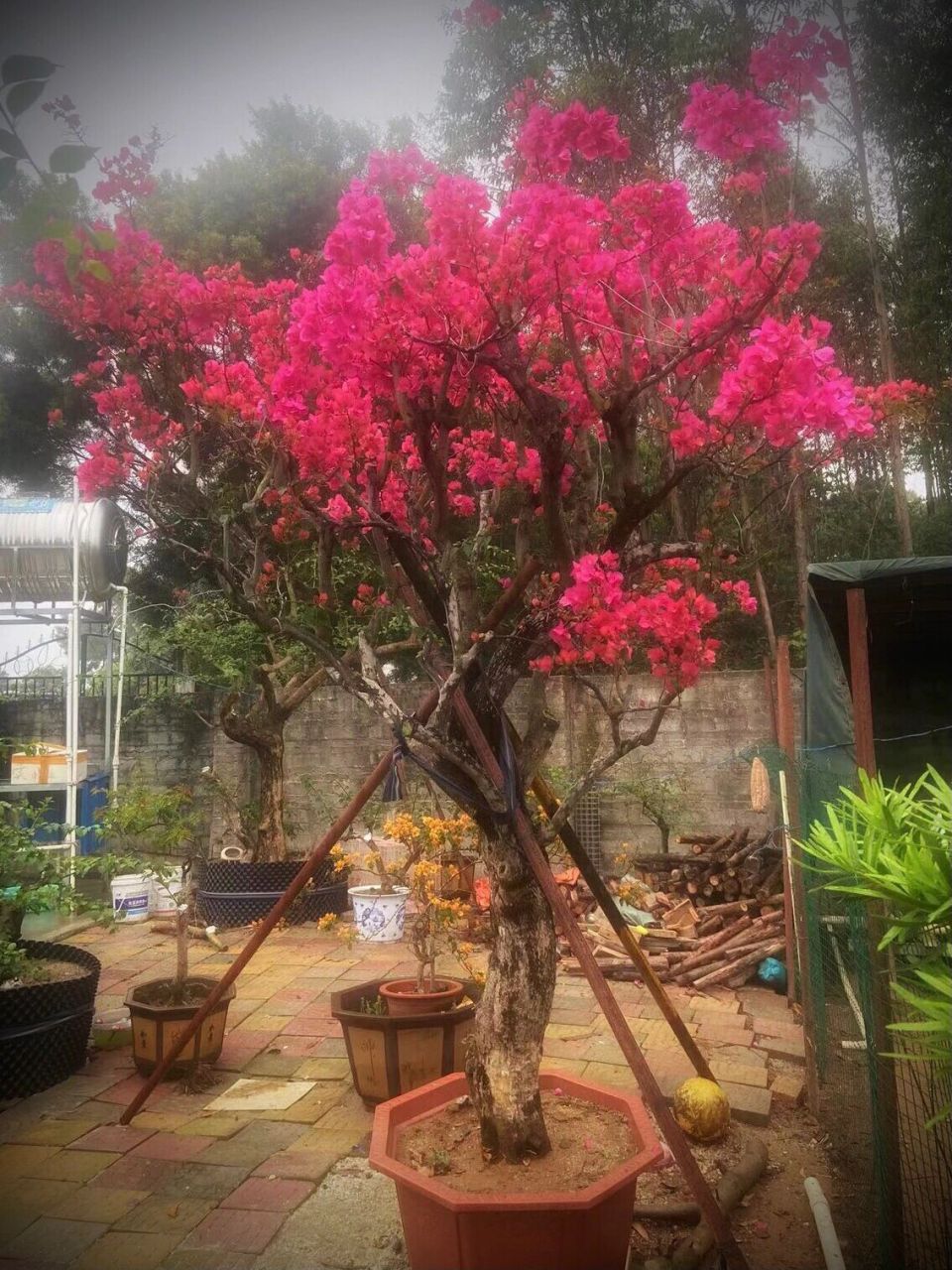 近三米高的陈年三角梅同安红老树 直径20公分,高2.8米,长2.1米,宽1.