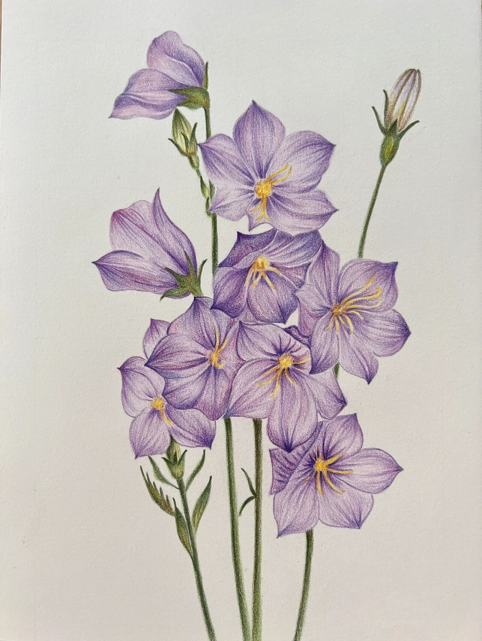 彩铅花卉——风铃草,附步骤图 临摹《花儿绘开》 色号:407,409,439