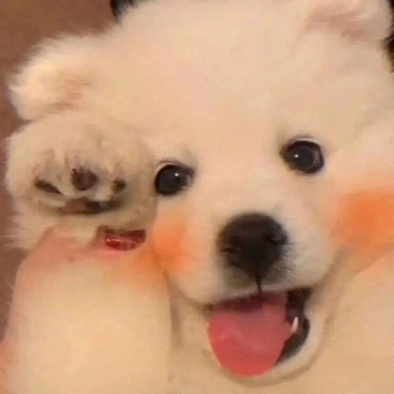 萌宠头像丨憨憨的可爱宠物头像沙雕动物头像   照片来源于微信公众号