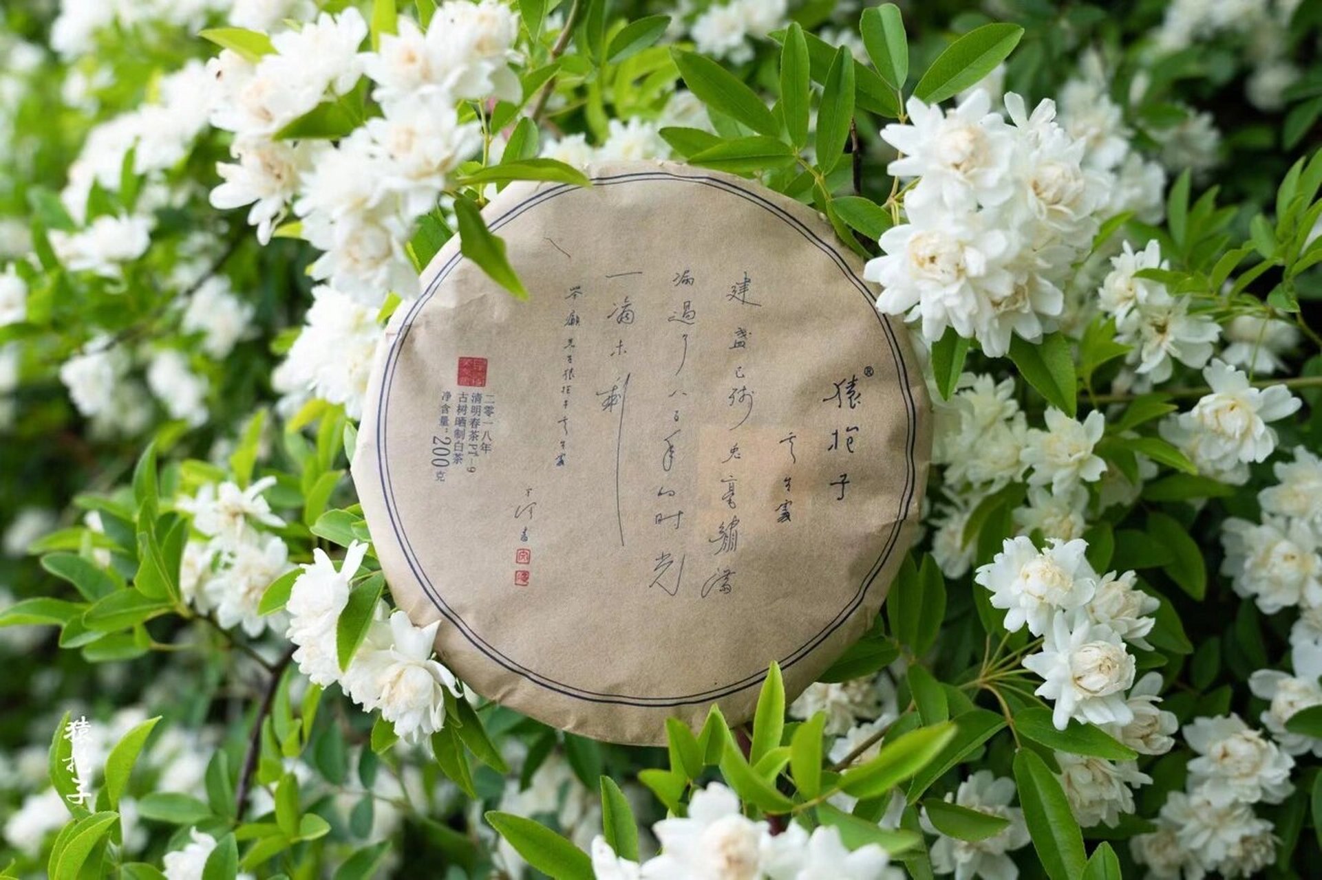 猿抱子03古树白茶 自然晒干的古树白茶 微风走水带来荼蘼花香和淡淡