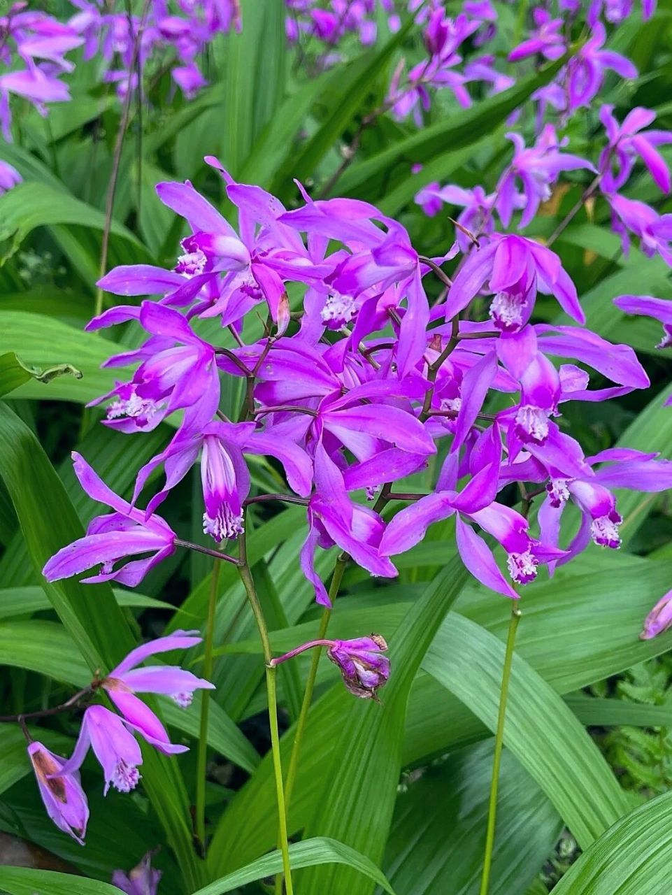 白及·白芨 转上海共青森林公园 白芨又叫白及