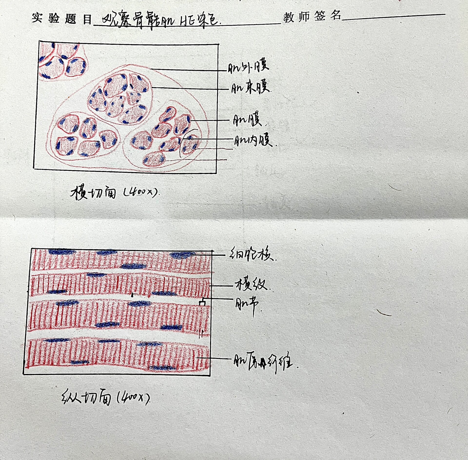 组胚②
