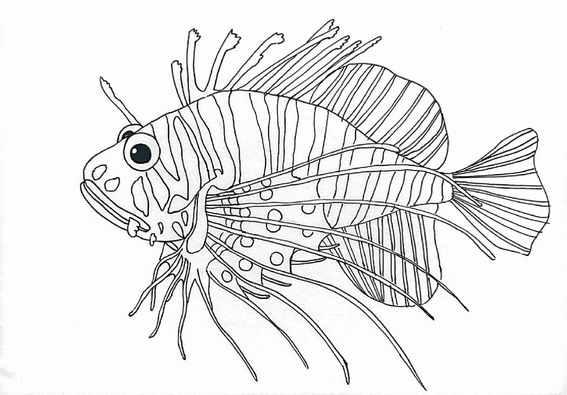 写生–狮子鱼(写生有课件步骤) 适合7-9岁 这个作品狮子鱼用的勾线笔
