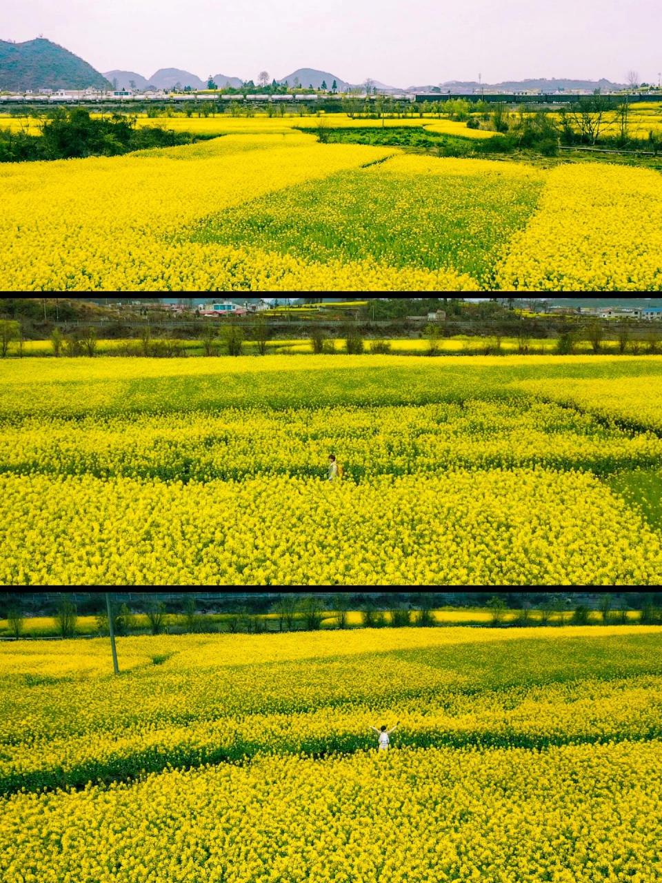 安顺油菜花景点在哪里图片