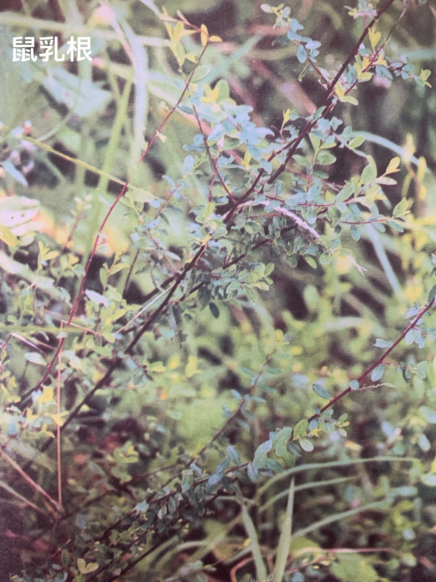 潮汕百草药分享篇之鼠乳根 鼠乳根 学名:鼠李科勿儿茶属老鼠耳 别名