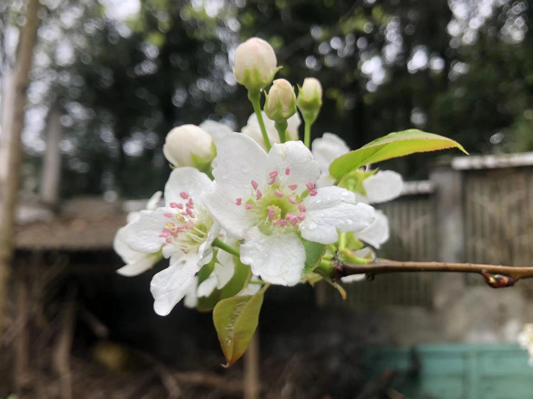 梨花花蕊的颜色图片