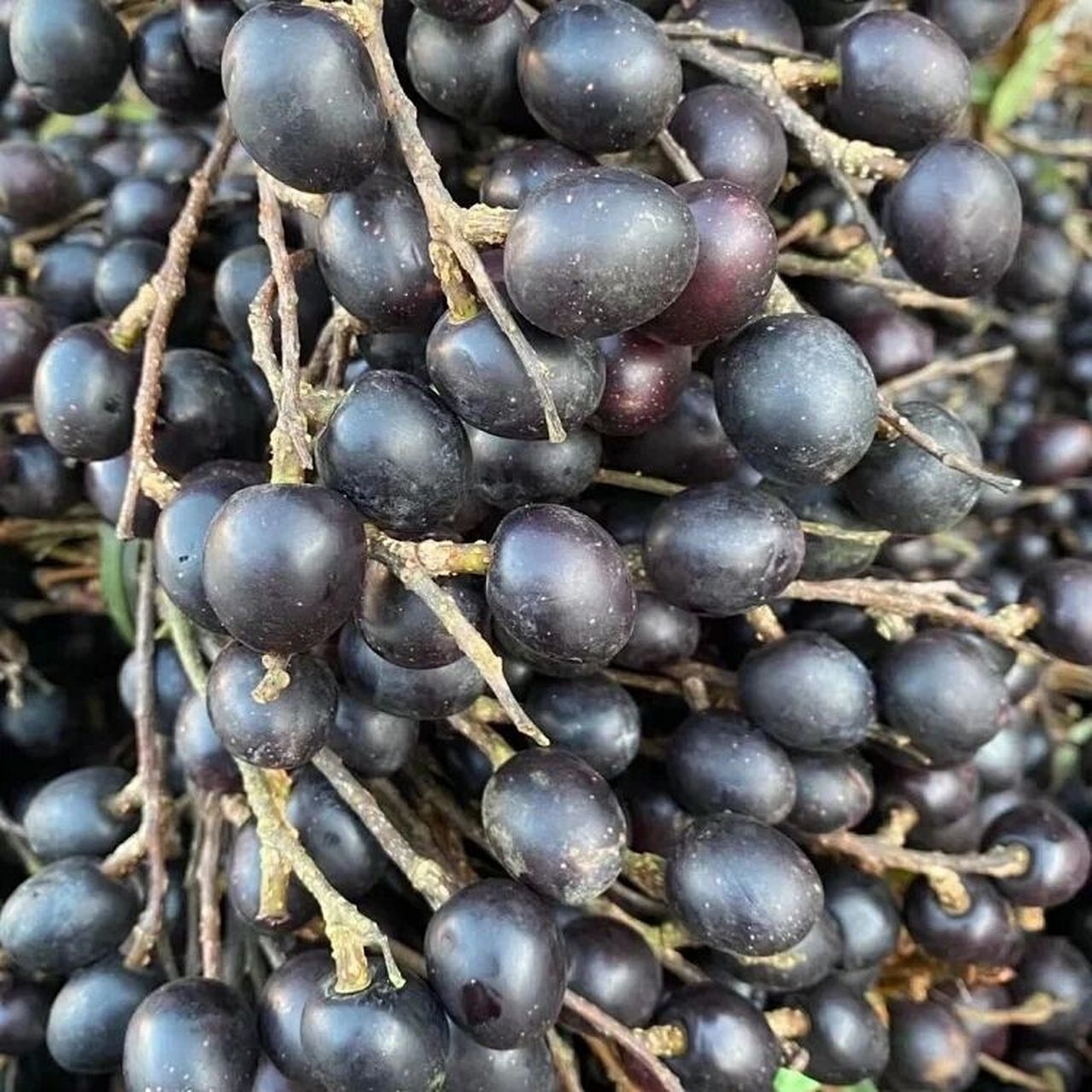 自己微店的宝贝 云南野生胭脂果膏 胭脂果,是云南的一种特产水果,外观