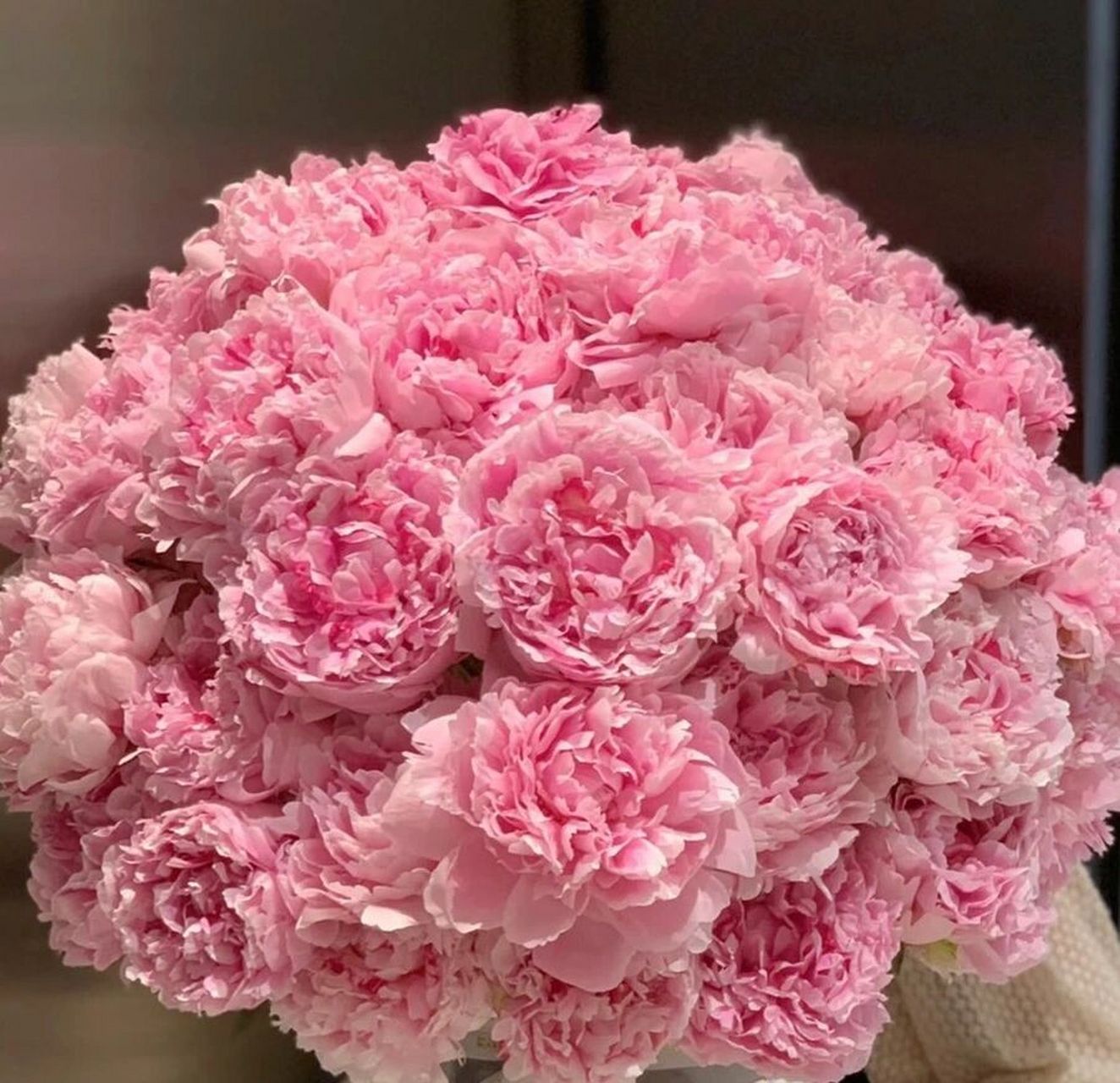 实物真的美到炸的粉色芍药 芍药真的太难拍了 实物明明真的超级美的可