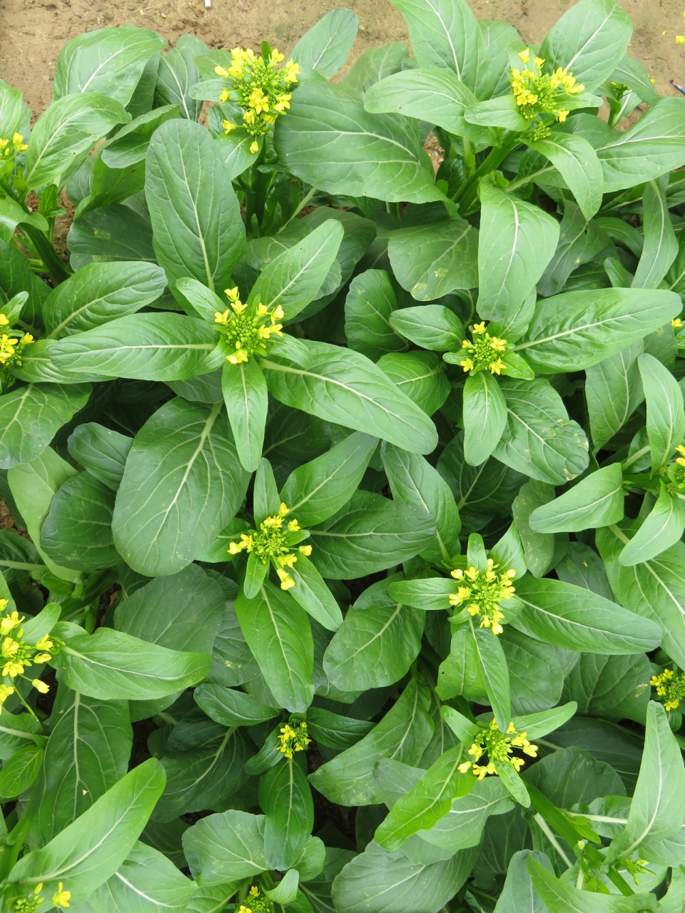 广东尖叶菜心油菜