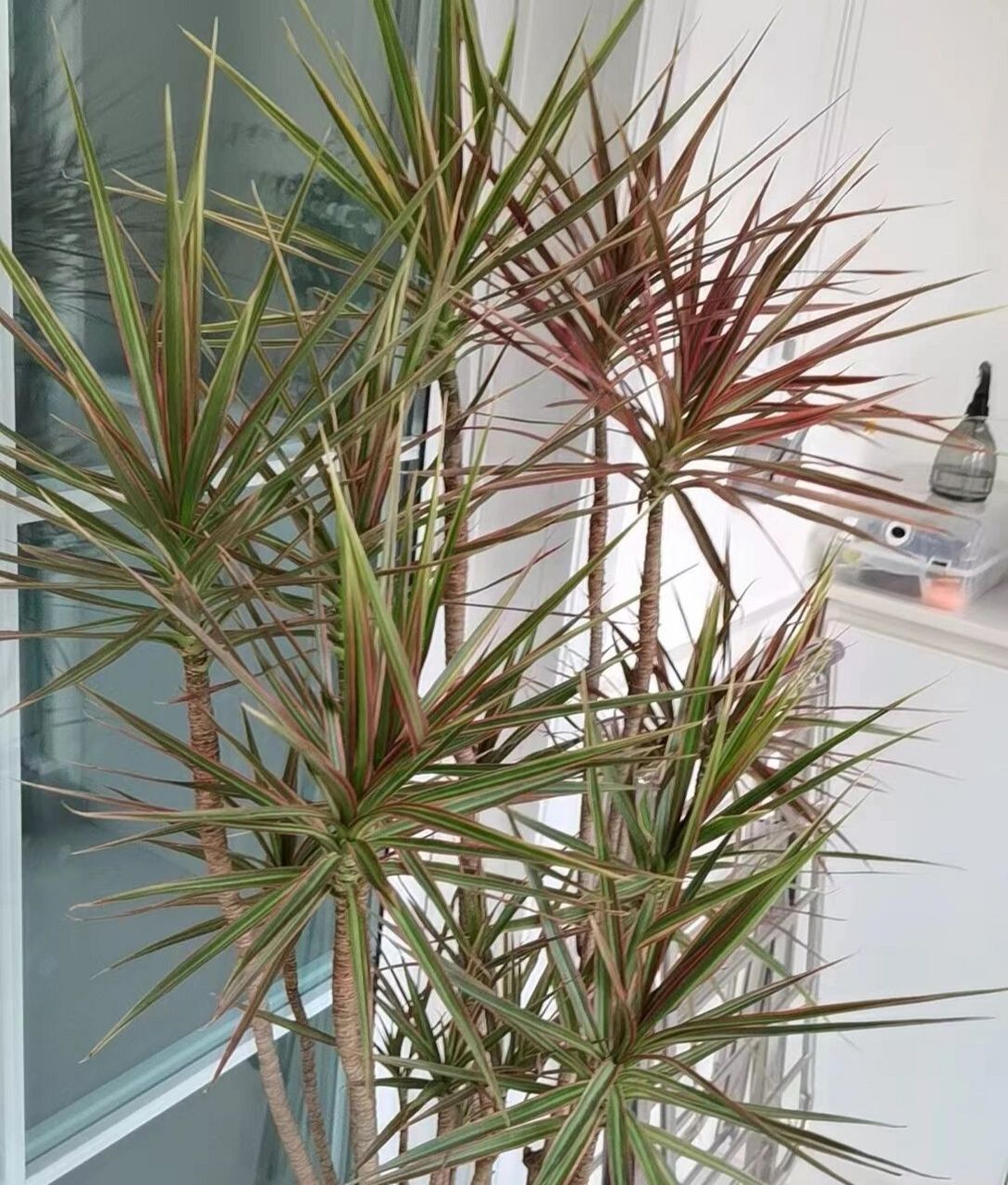 七彩千年木这样才能养的红 千年木造型妖娆,叶片五颜六色,家里摆一颗