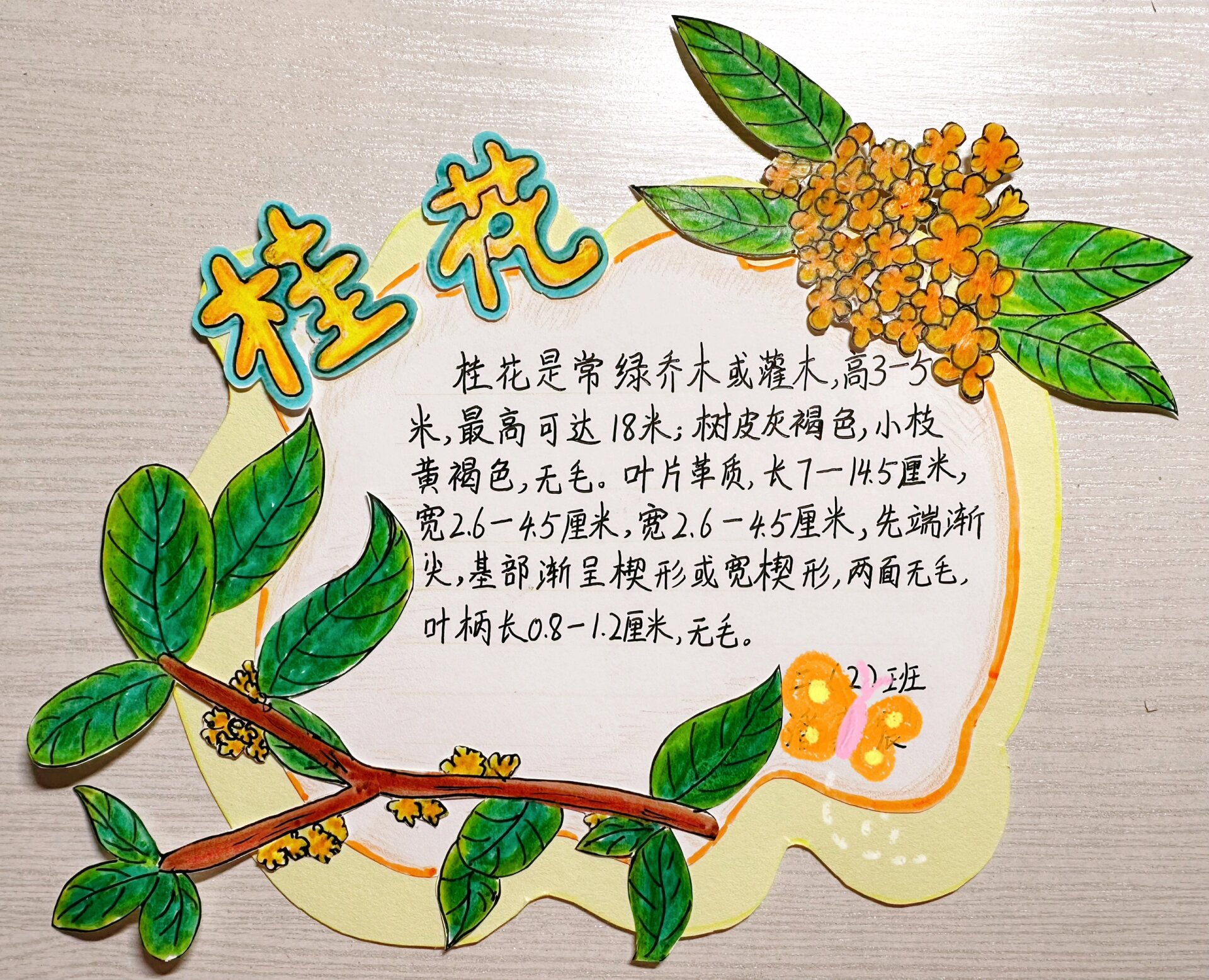 桂花树名牌