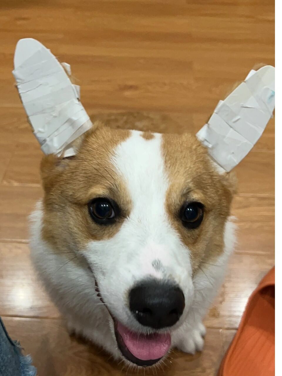 柯基立耳 胶带绑耳朵立得最快 补钙,钙膏,钙磷粉,吃了快两个月了 快半