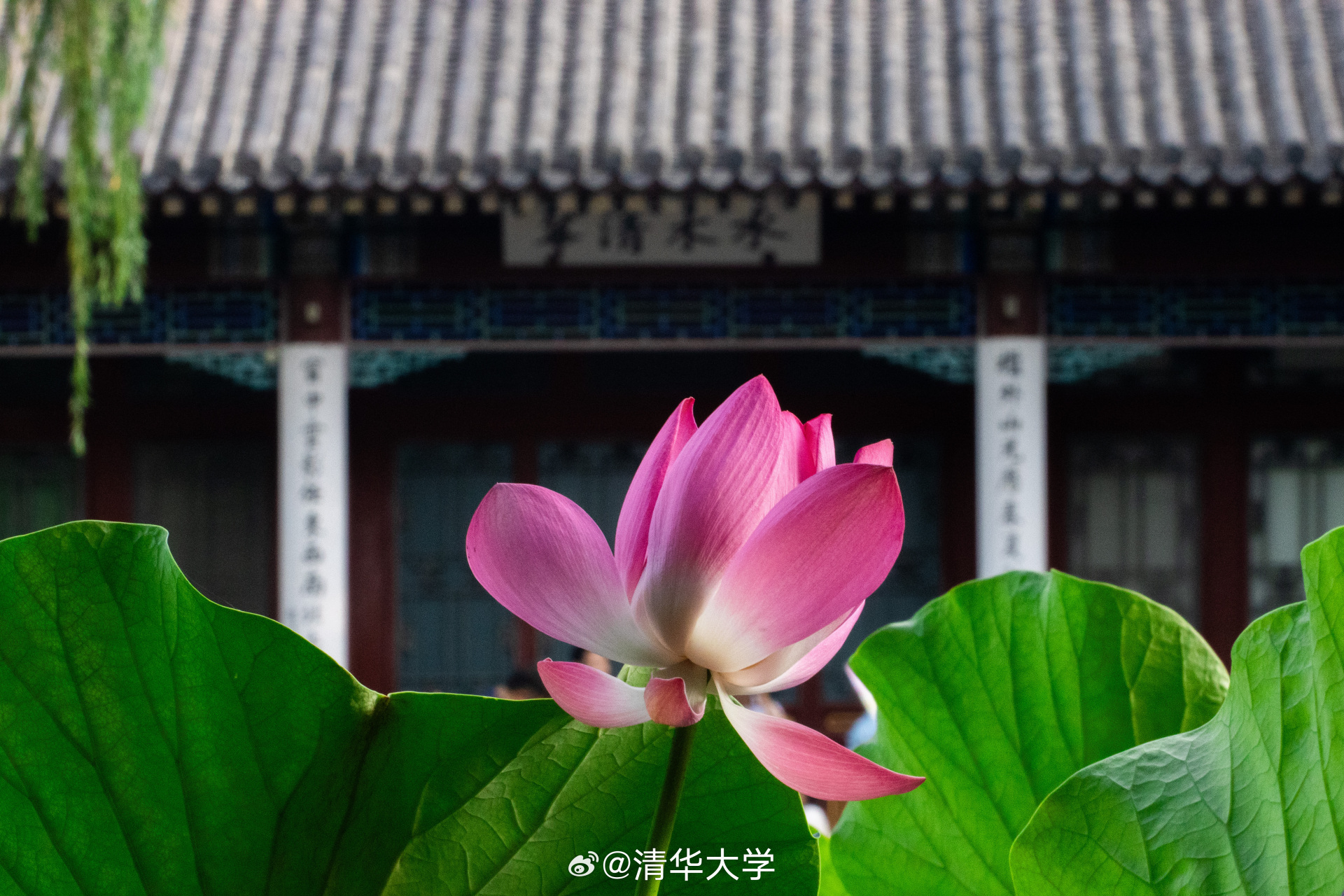 朱自清先生的《荷塘月色》唤醒了我们心中对清华园夏日的向往,那曲