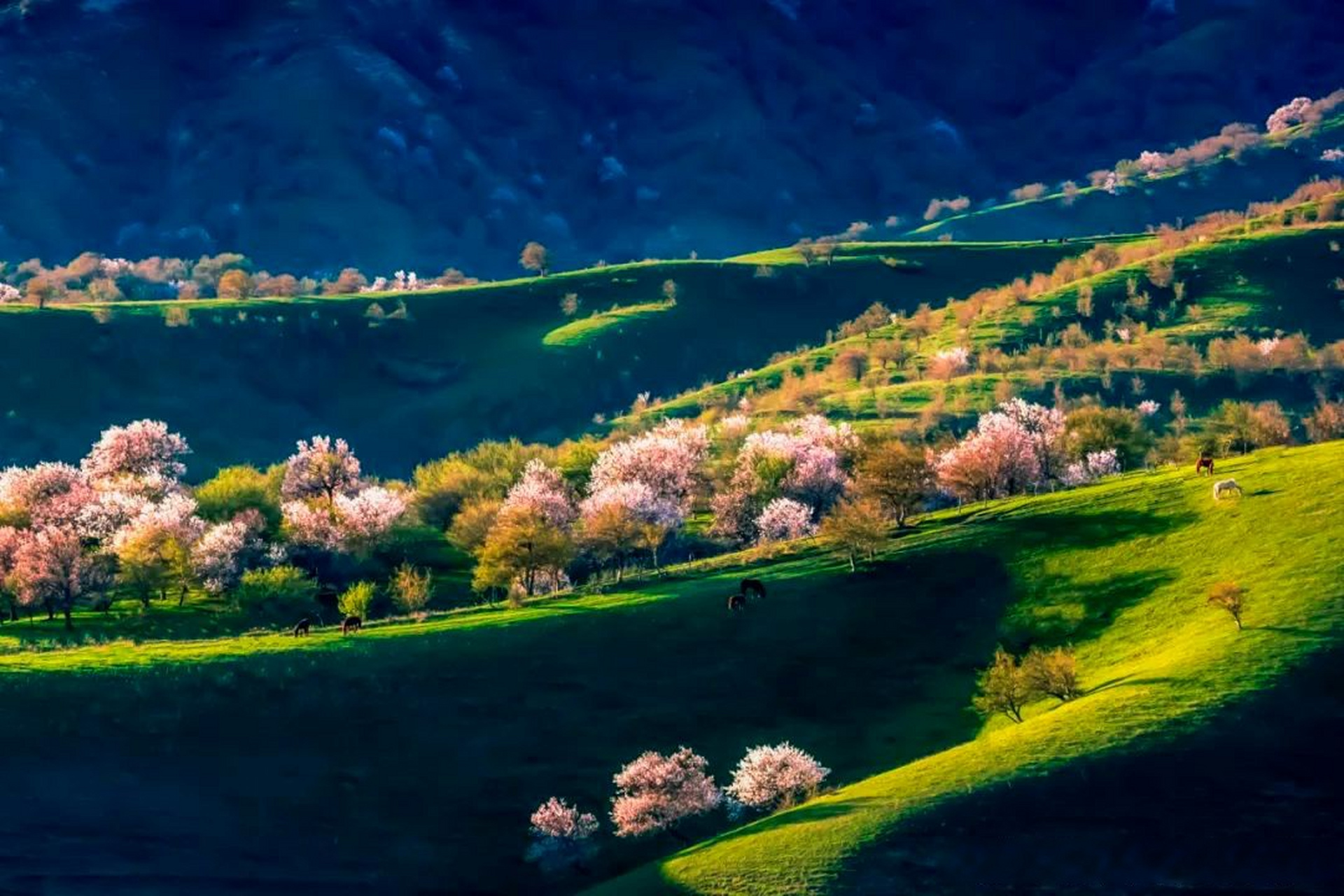 霍城大西沟福寿山的杏花 02@文旅中国02