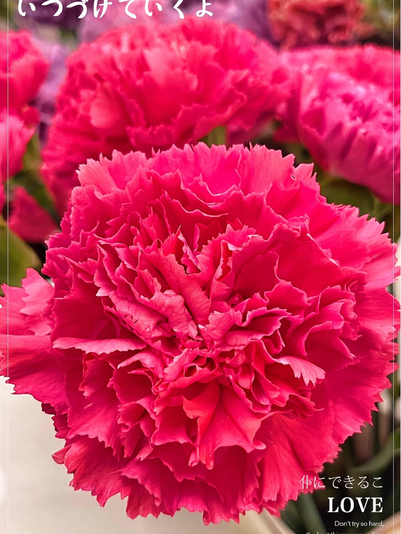 玫红色的大桃红康乃馨