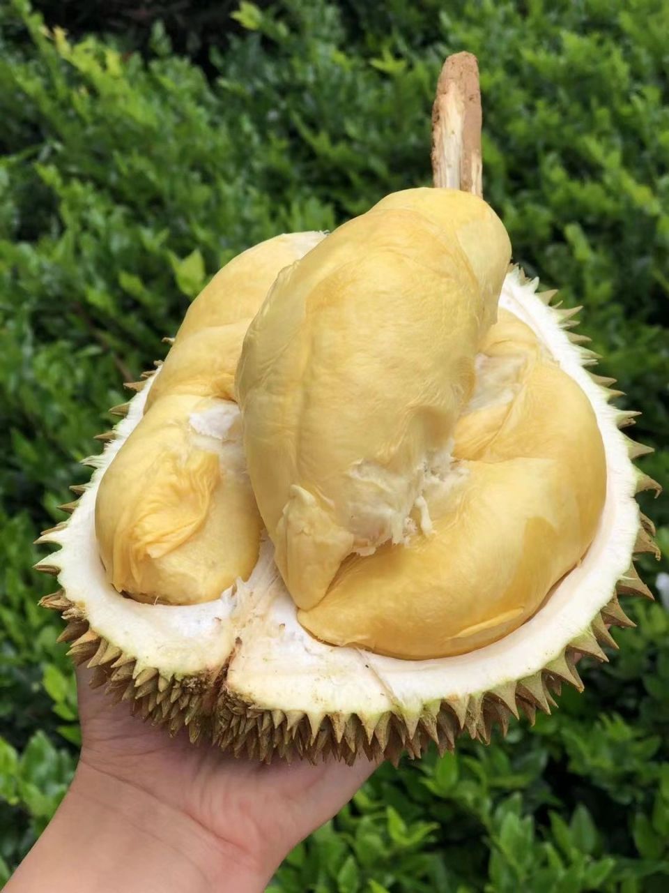 泰国长柄干尧榴莲反馈小果也那么圆附链接 干尧:又叫长柄干尧榴莲,得