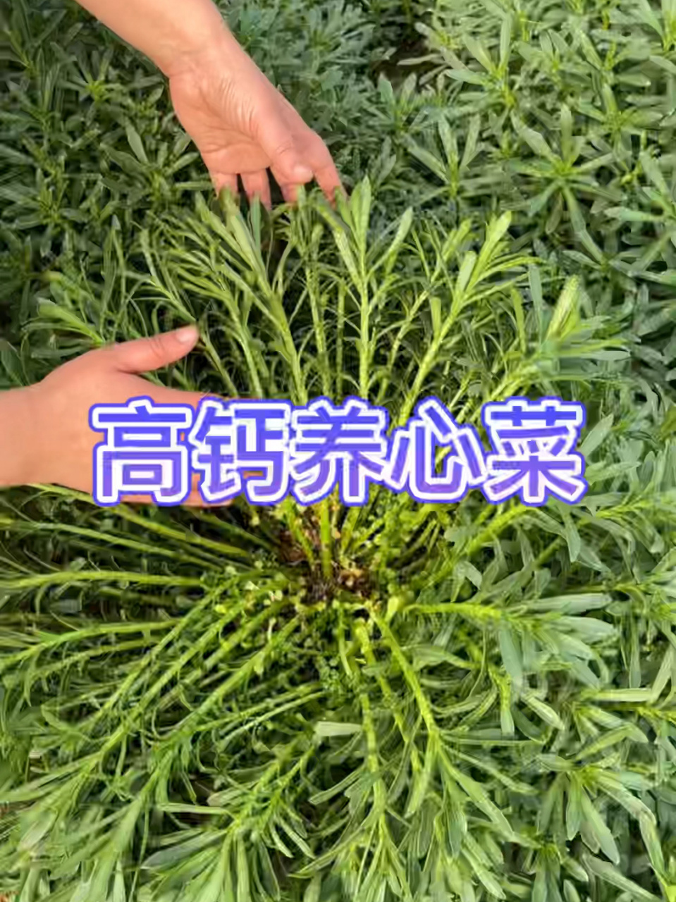 高钙菜,又被称为养心菜,救心菜,光听名字就知道来头不小,您吃过吗?