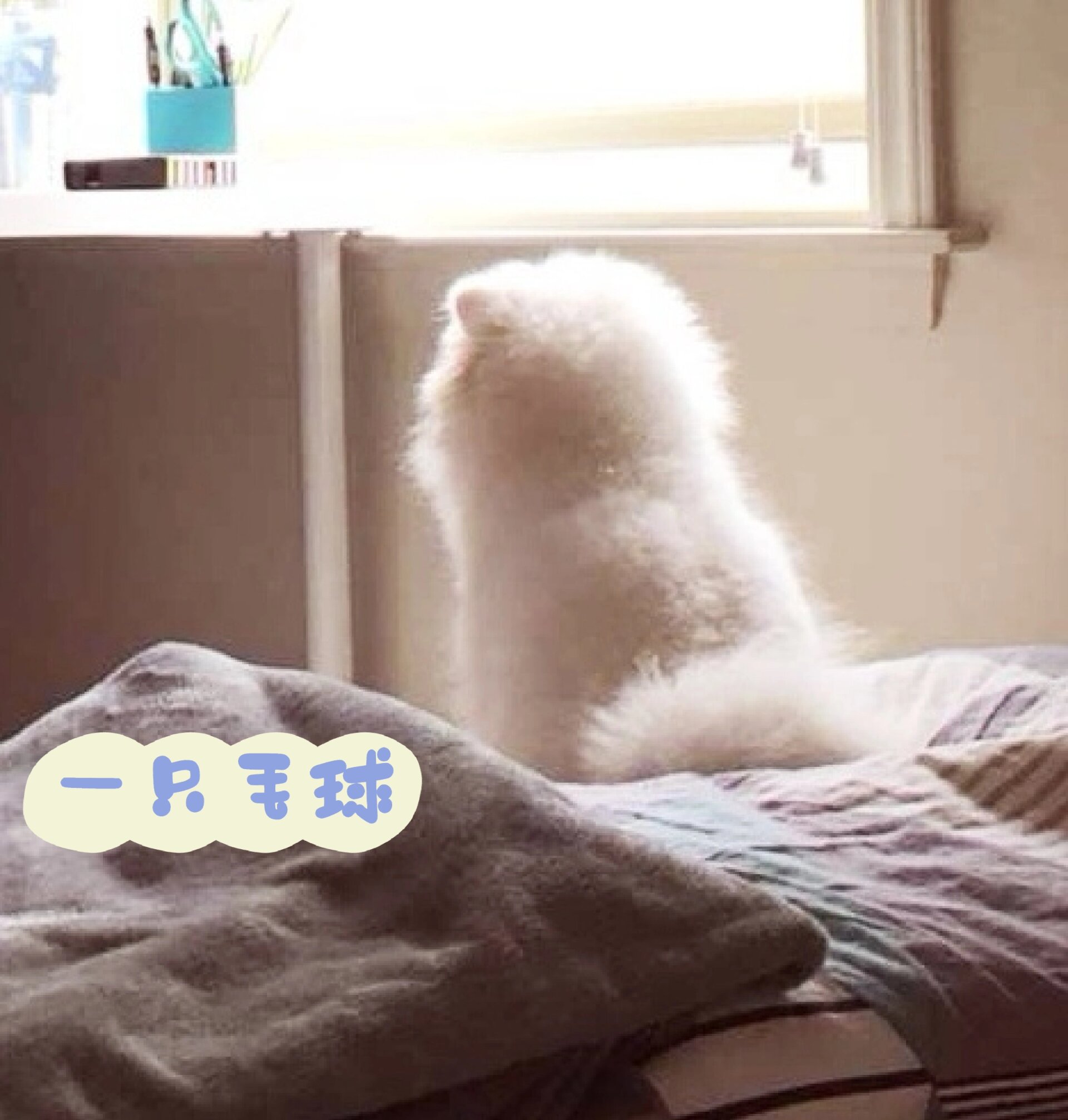 起源与历史 美国爱斯基摩犬主要起源于欧洲波美拉尼亚犬种,包括白色