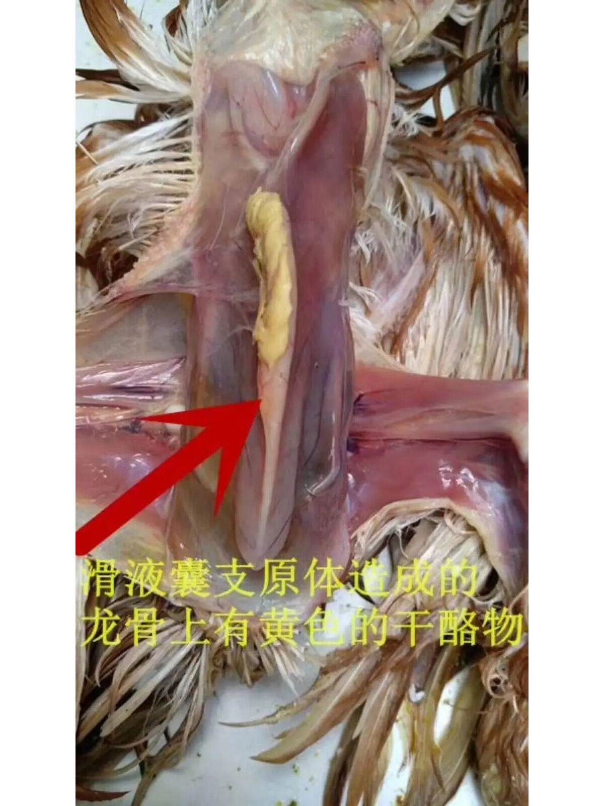 禽医恒艳讲鸡滑液囊支原体的症状及治疗 禽医恒艳讲鸡滑液囊支原体的