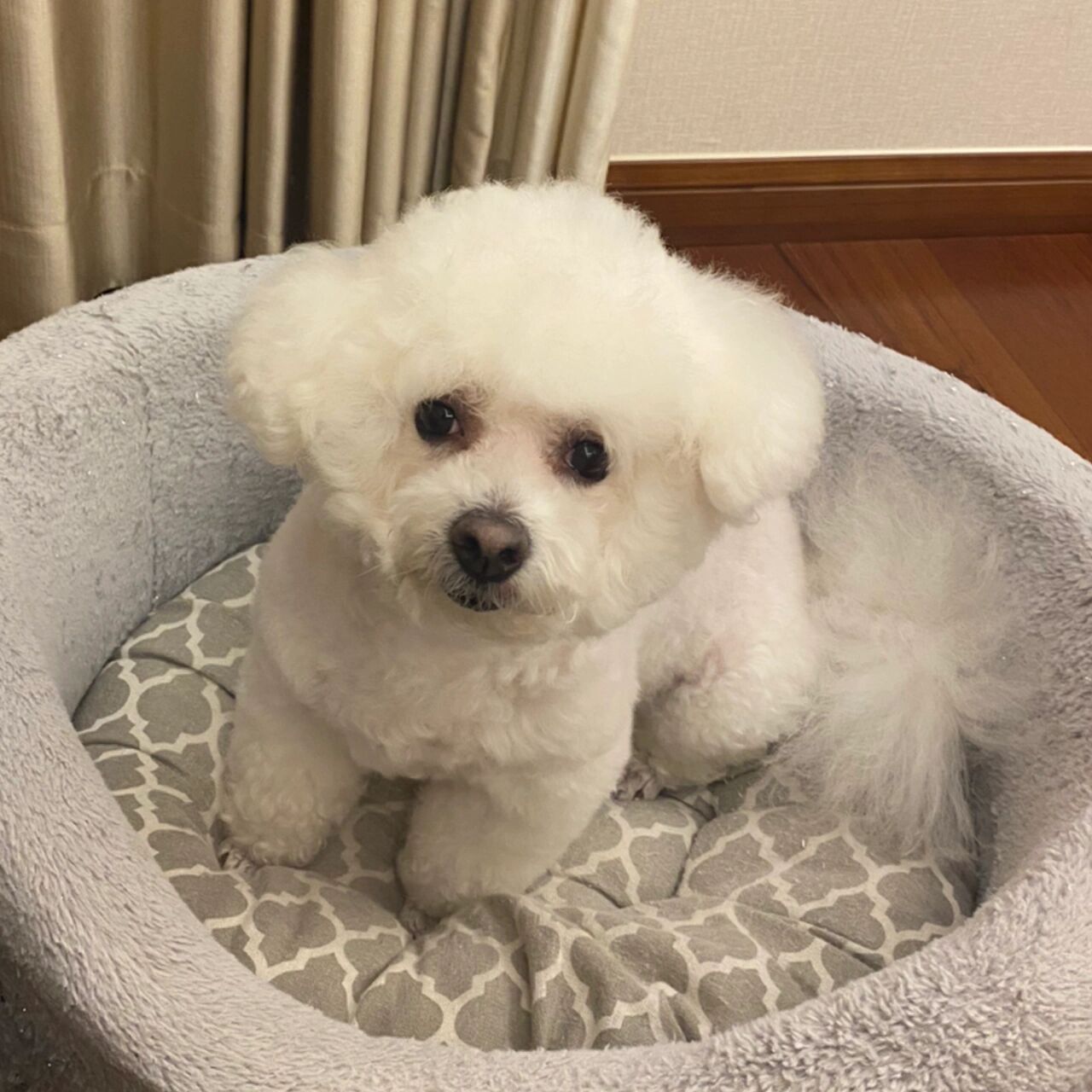 狗狗突然惨叫到底是什么原因 98 狗狗突然精神不振,时不时惨叫,有