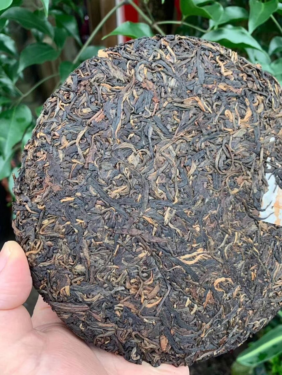 攸乐古树茶 2005年新荷号茶叶公司定制头春攸乐古树茶生饼,攸乐山被列