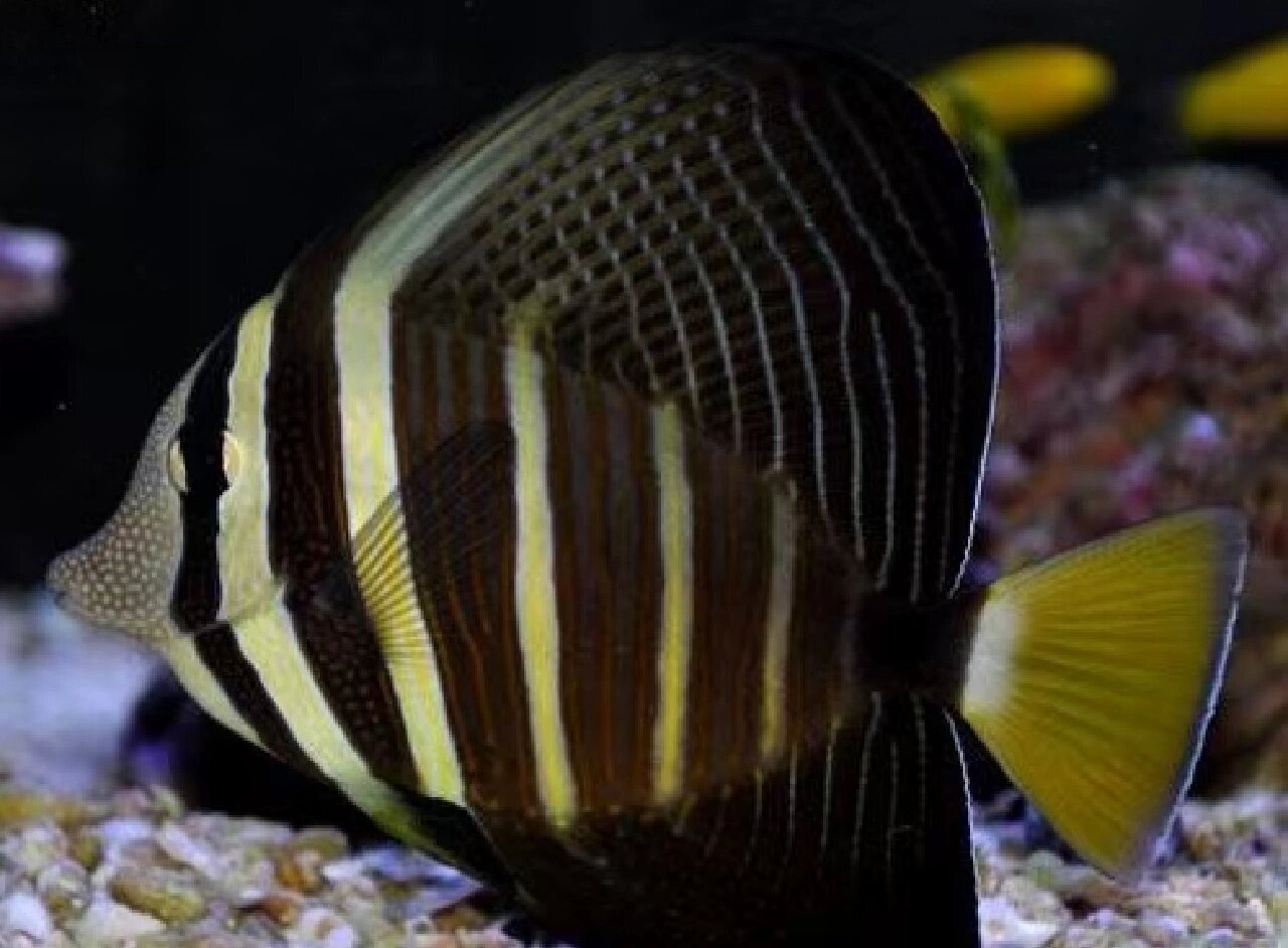 每天认识一种鱼~大帆倒吊