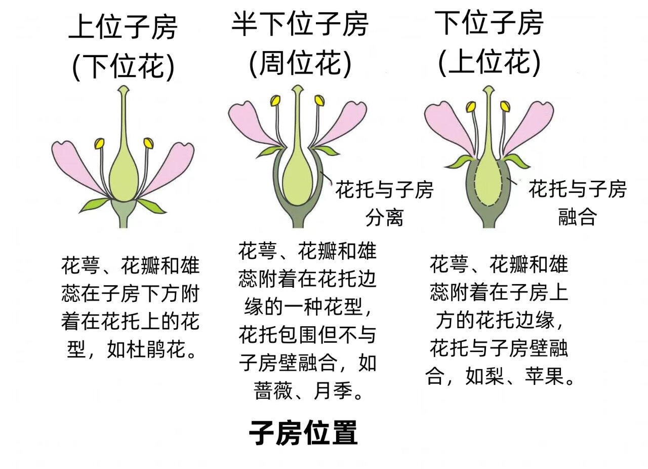 花和果实的关系图图片