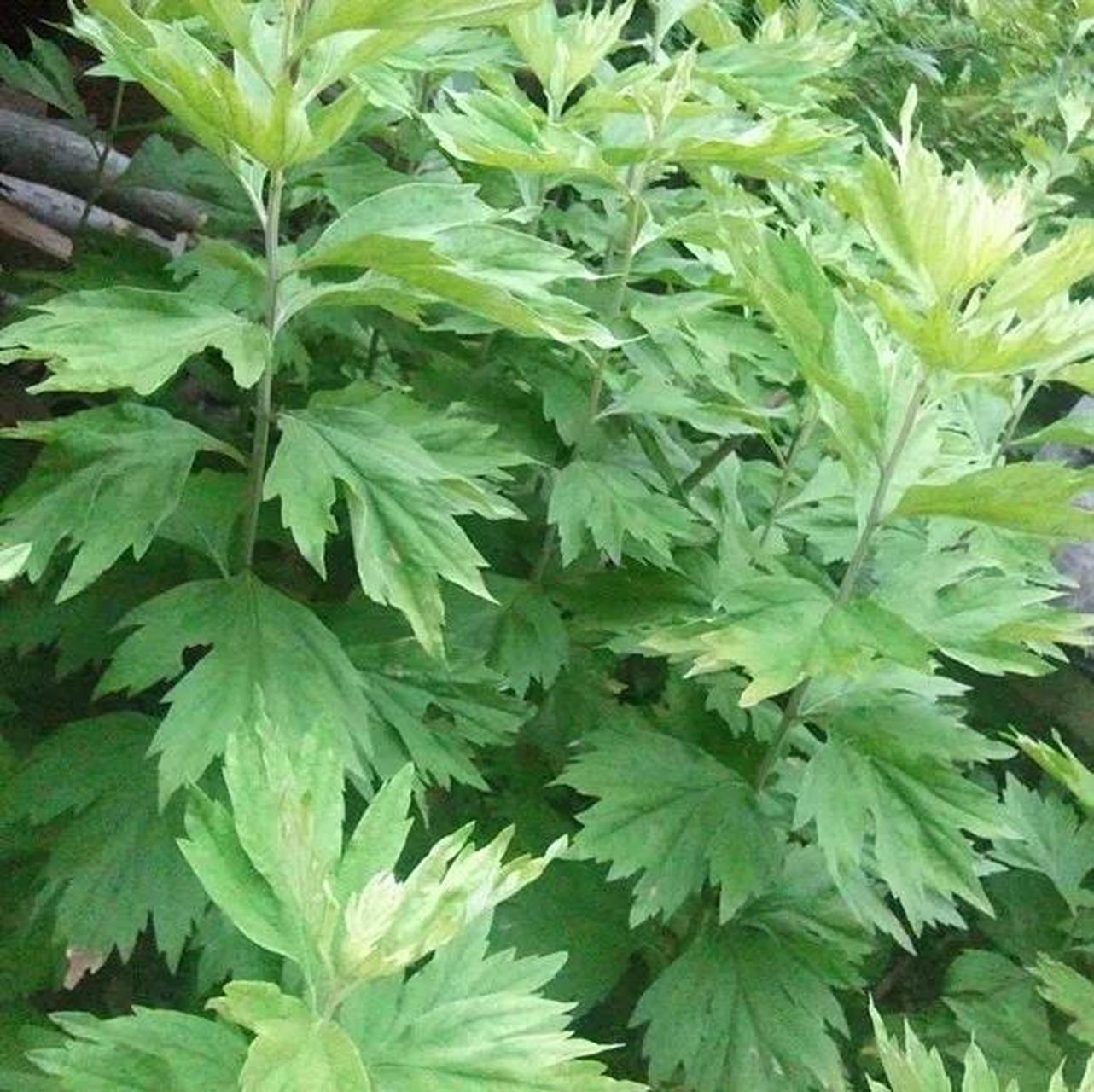 早上锻炼结束看金水公园路边有不少卖艾草的,想着明天就端午节了