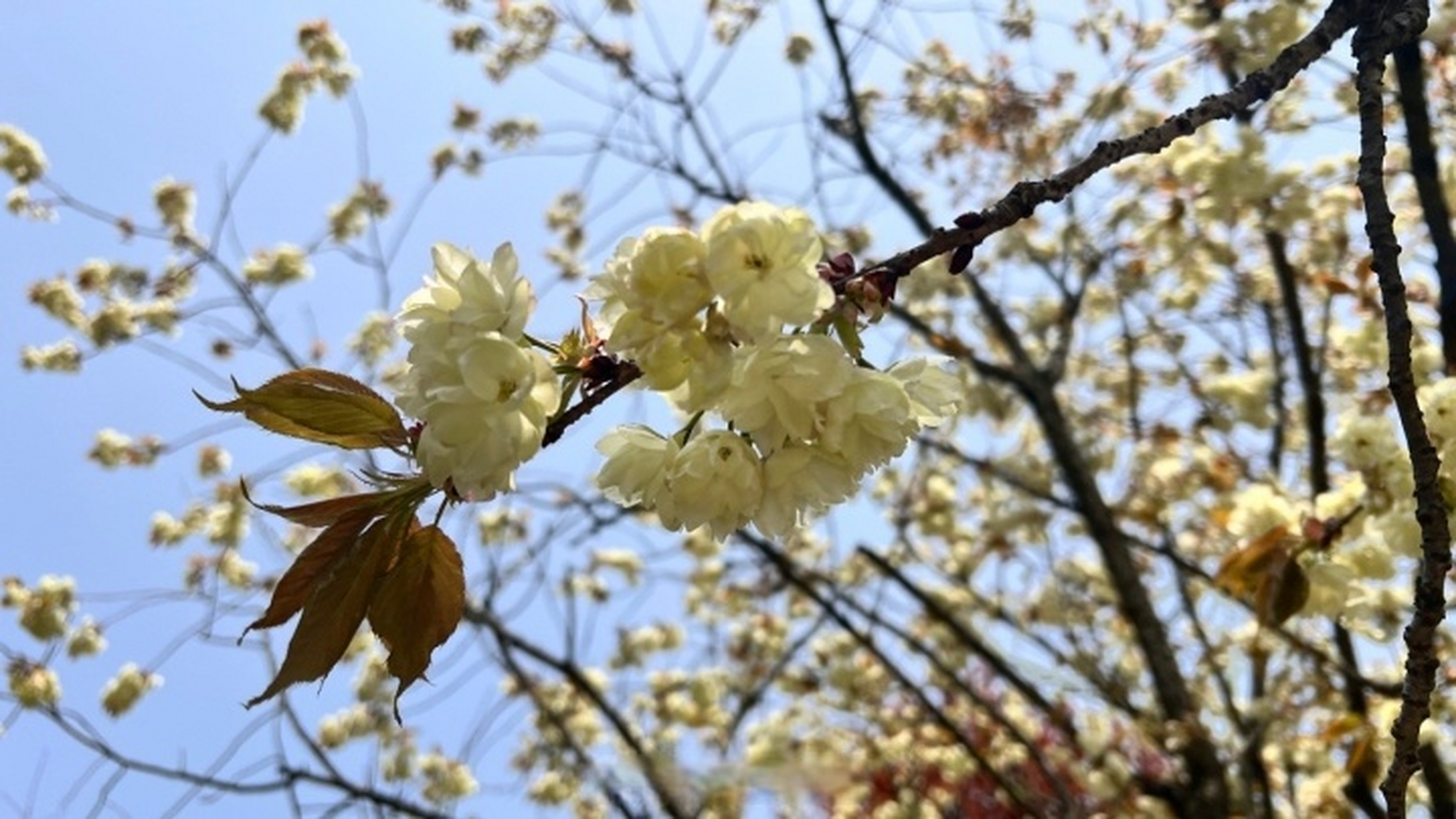 【宁波余姚四明山现绿色樱花】春暖花开,又到"樱花季",不过,您见过