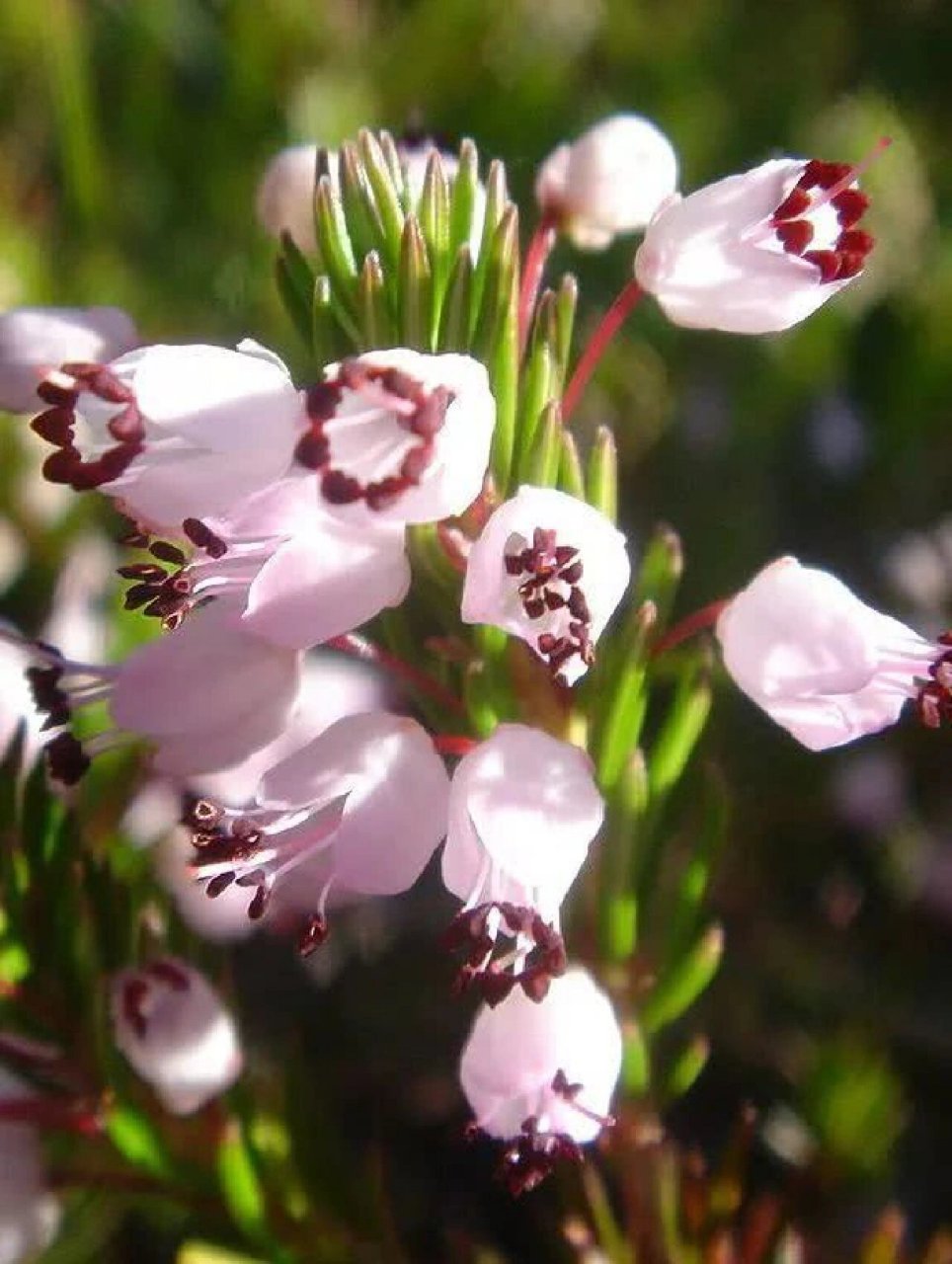 挪威国花-欧石楠,零下20度照样开花 冬天天气比较冷,今年感觉特别冷