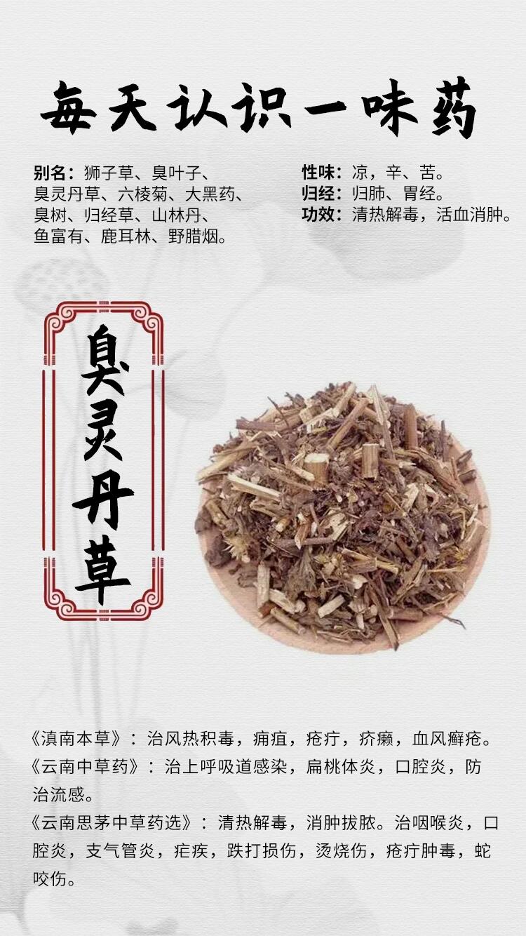 臭灵丹草的功效与作用图片