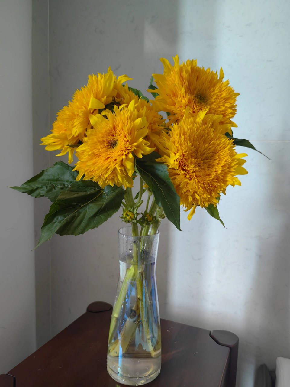 鲜花图鉴‖泰迪向日葵,你爱了吗 毛茸茸质感的泰迪向日葵97 愿你的