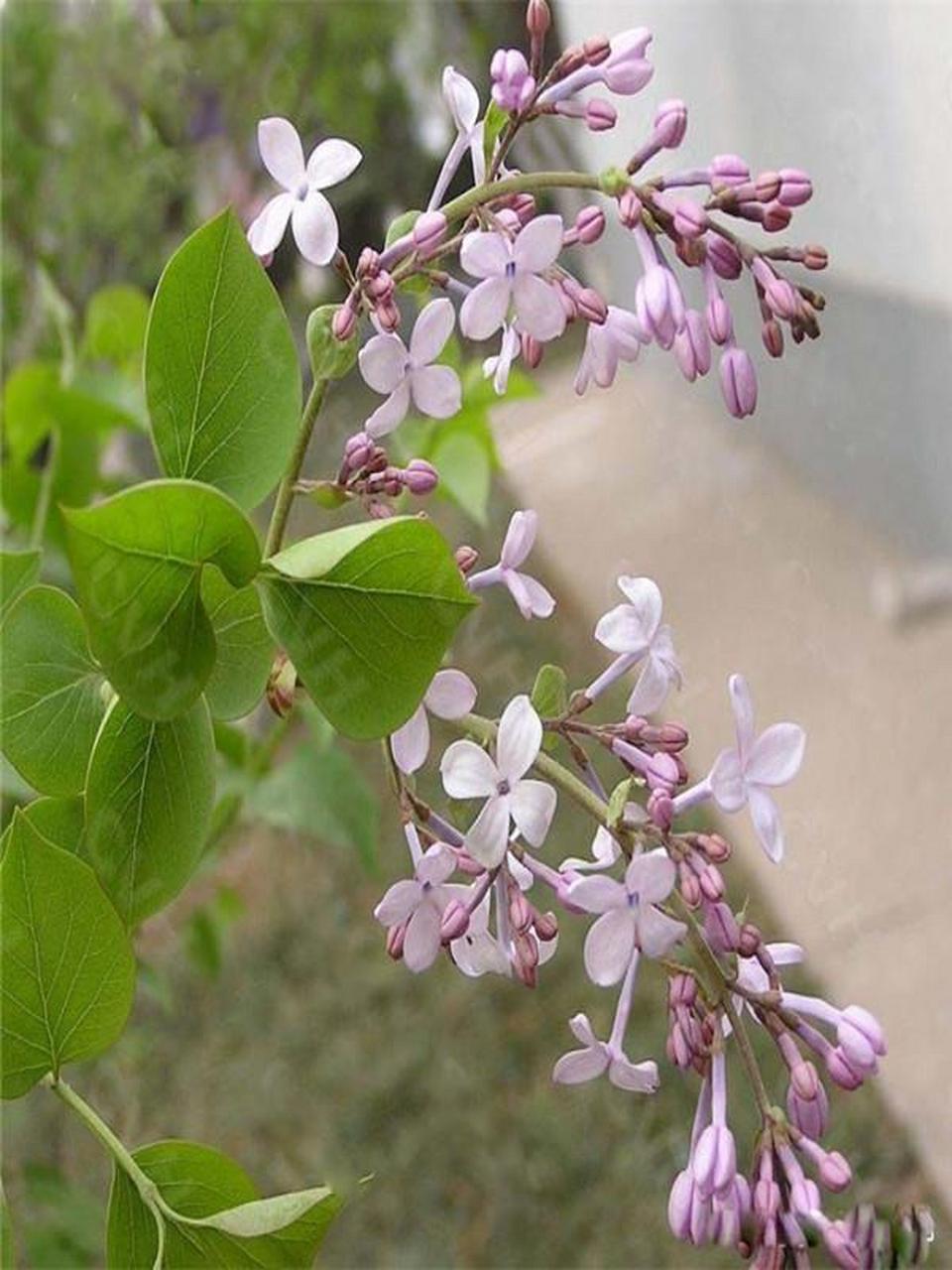 紫丁香花的气味图片