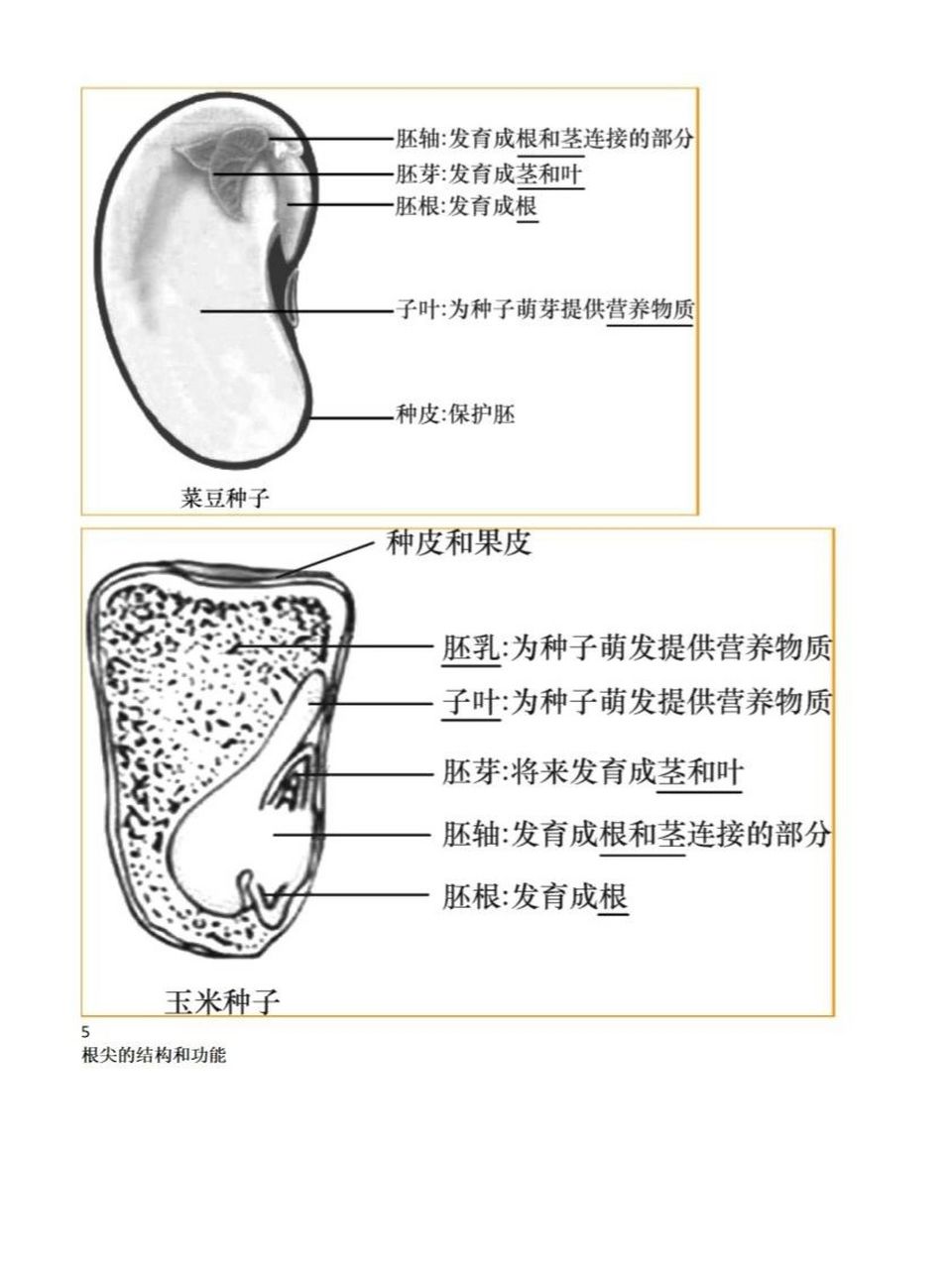 菜豆的内部结构图片