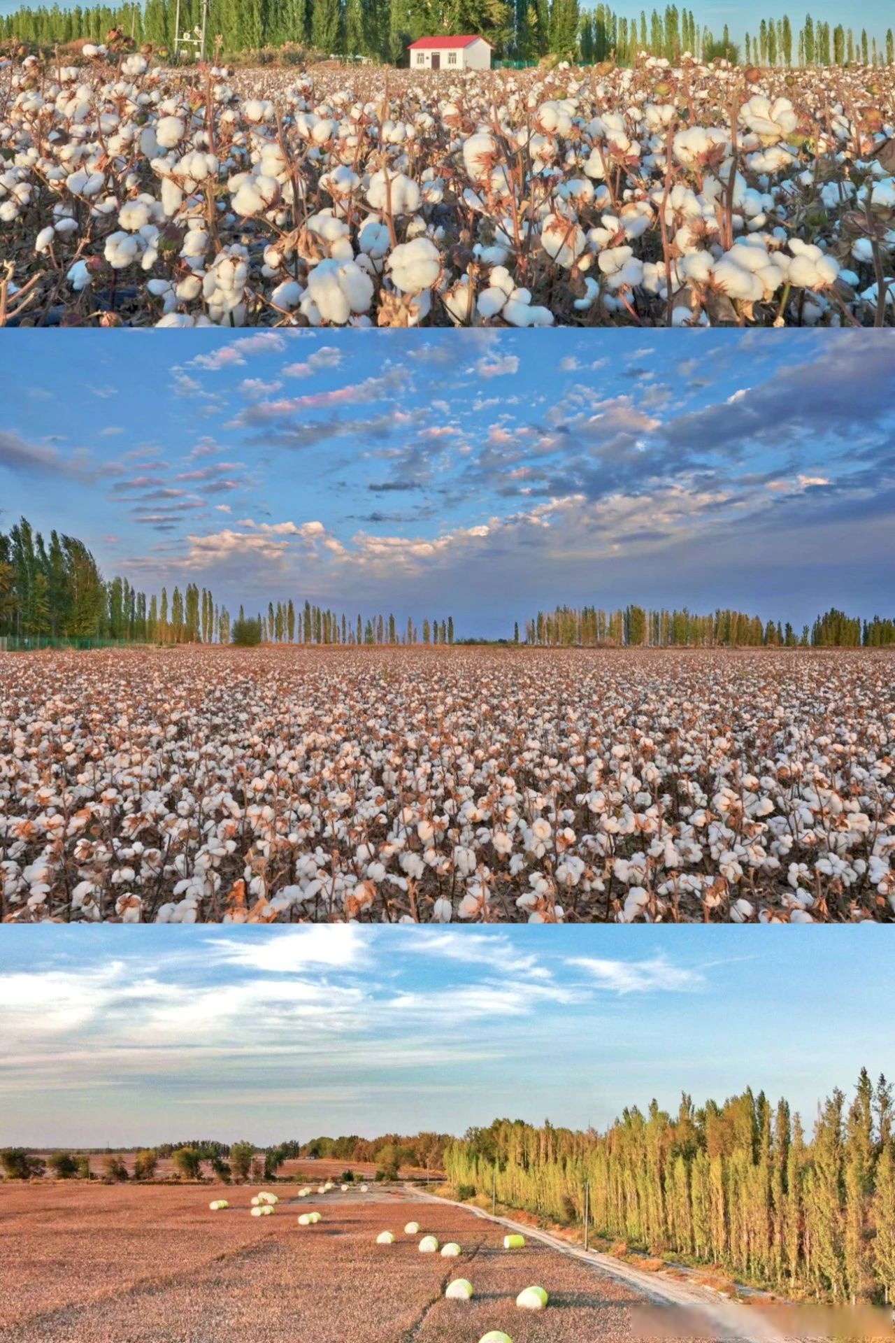 棉花田图片大全大图高清棉花风景图超清棉花开棉花基地图片棉花风景