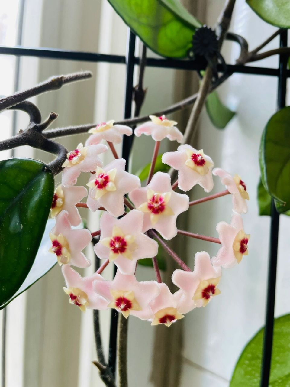 球兰花架已搭好,能不能爬上去就看你的了