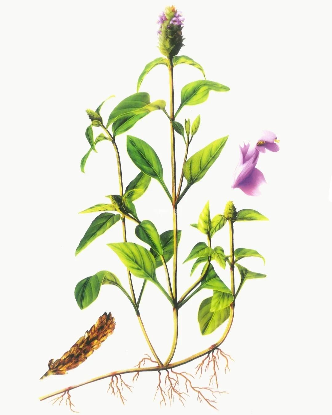 看图识中药||每天学习一味中药 06夏枯草06 94始载于:《神农