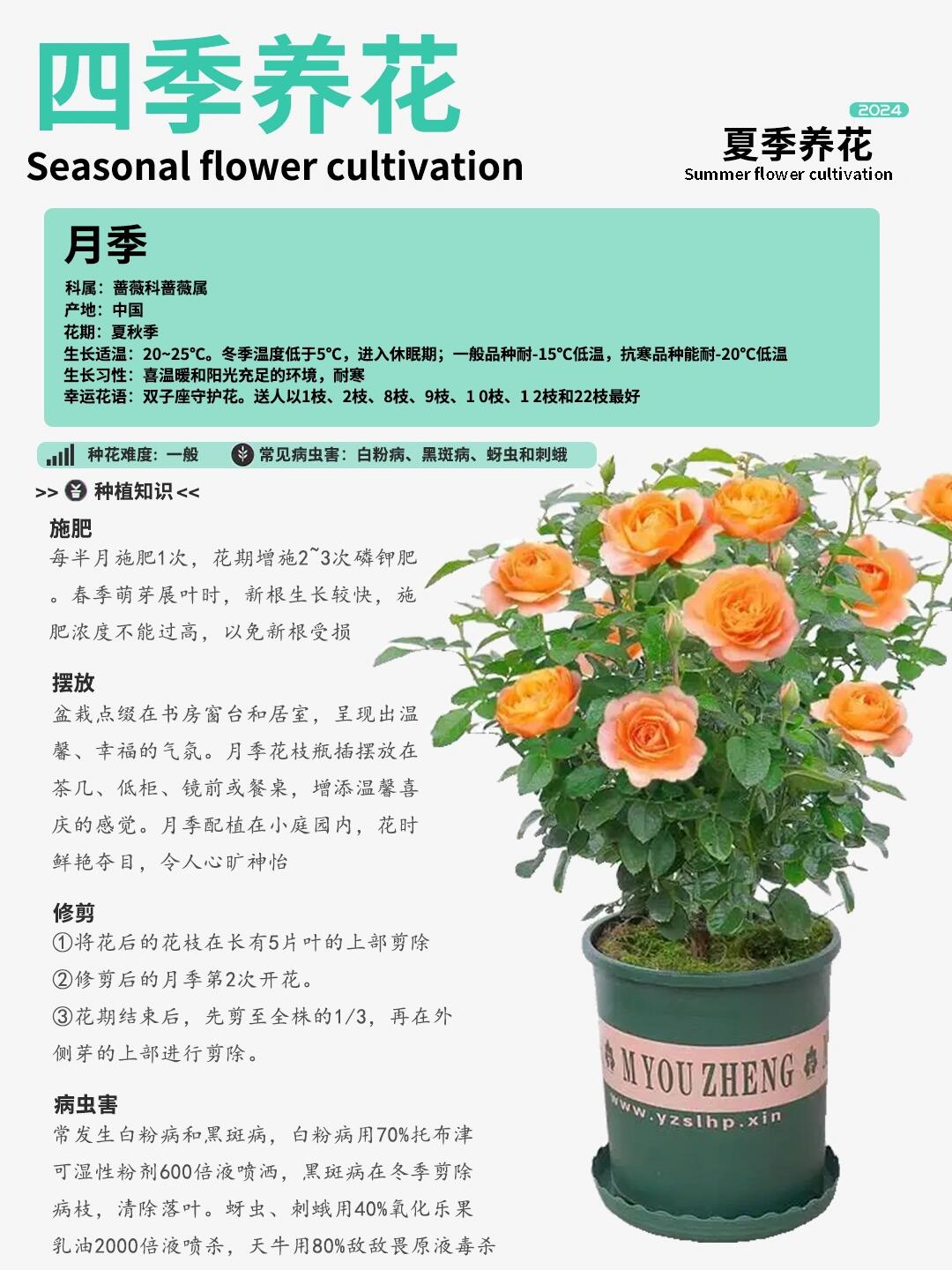 夏季养花丨月季全面种植知识卡片分享!