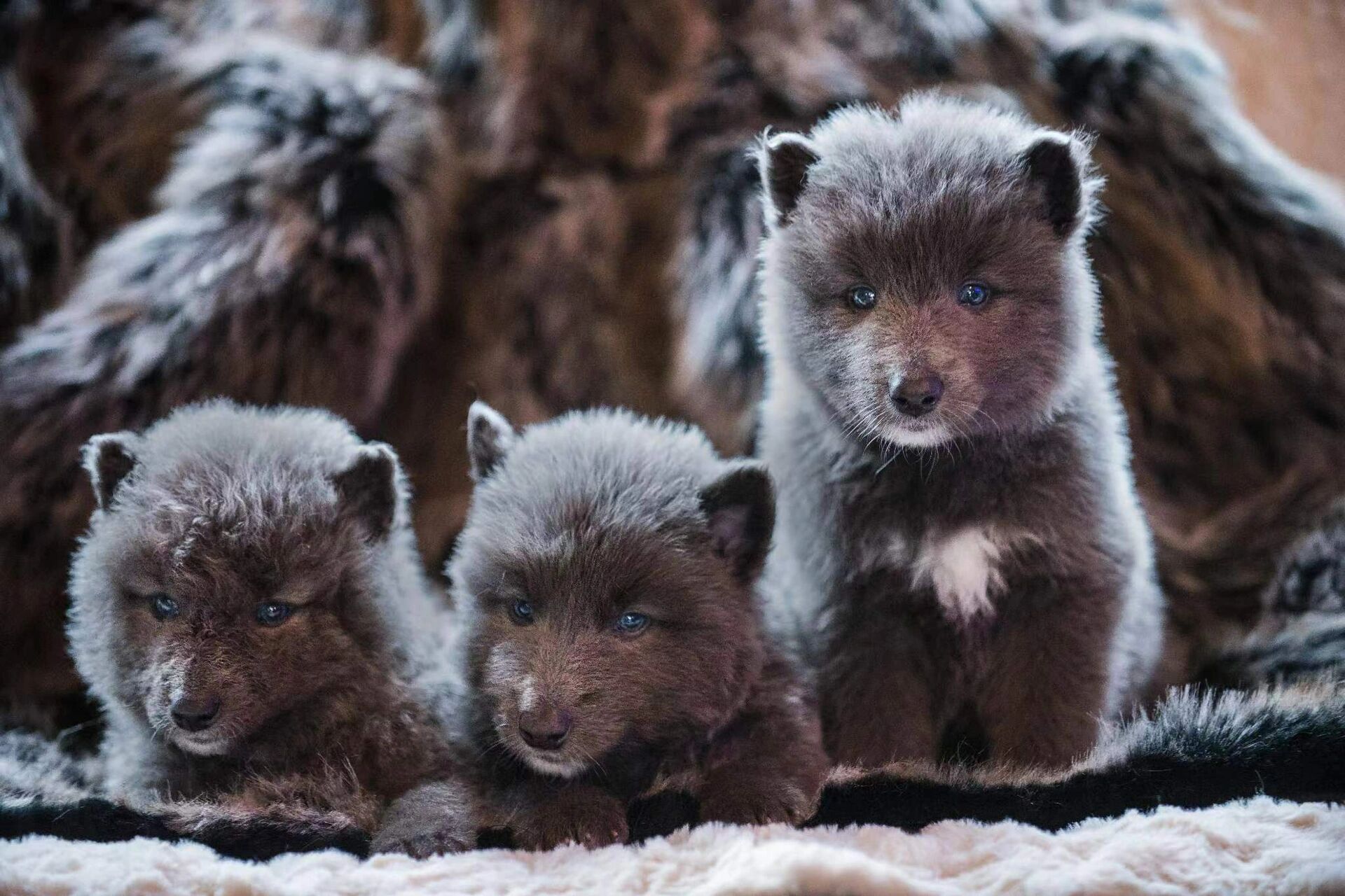 让你们知道真正的蓝湾价格 我发现好多up主发的有关蓝湾牧羊犬的价格