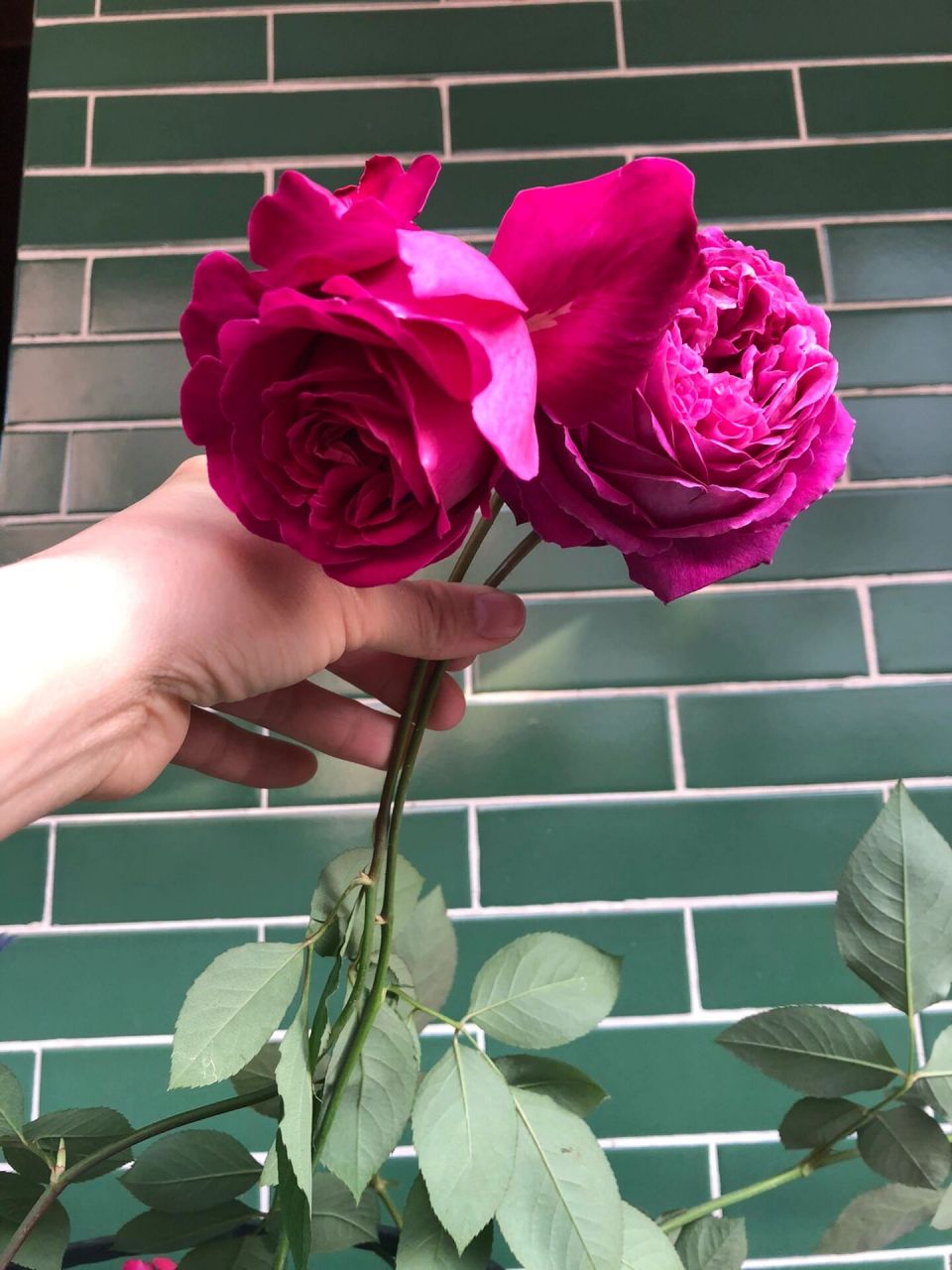 芳香花园月季 优点:花型好看,花色鲜艳,香味浓郁,长势强健,勤花,夏天