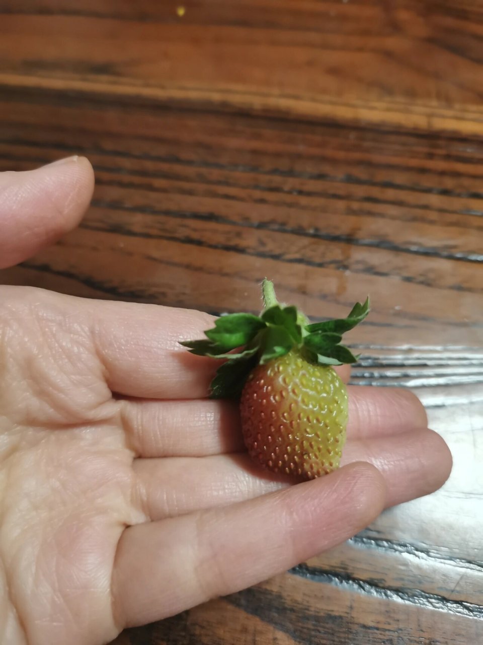 冻伤的草莓是透明的,第二张图有对比. 还有很多小番茄掉了,心疼.