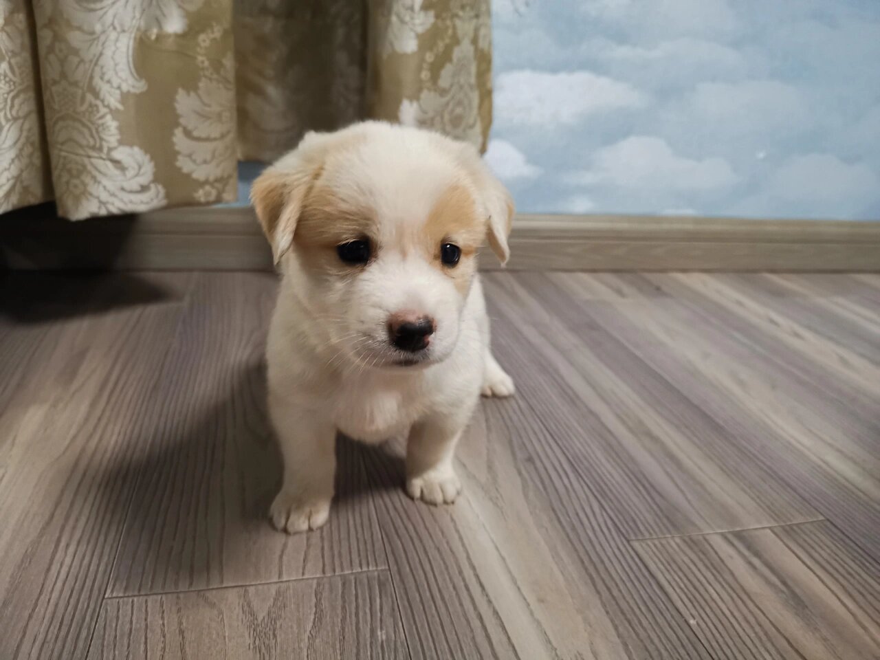 拉布拉多串串小时候的样子(1)