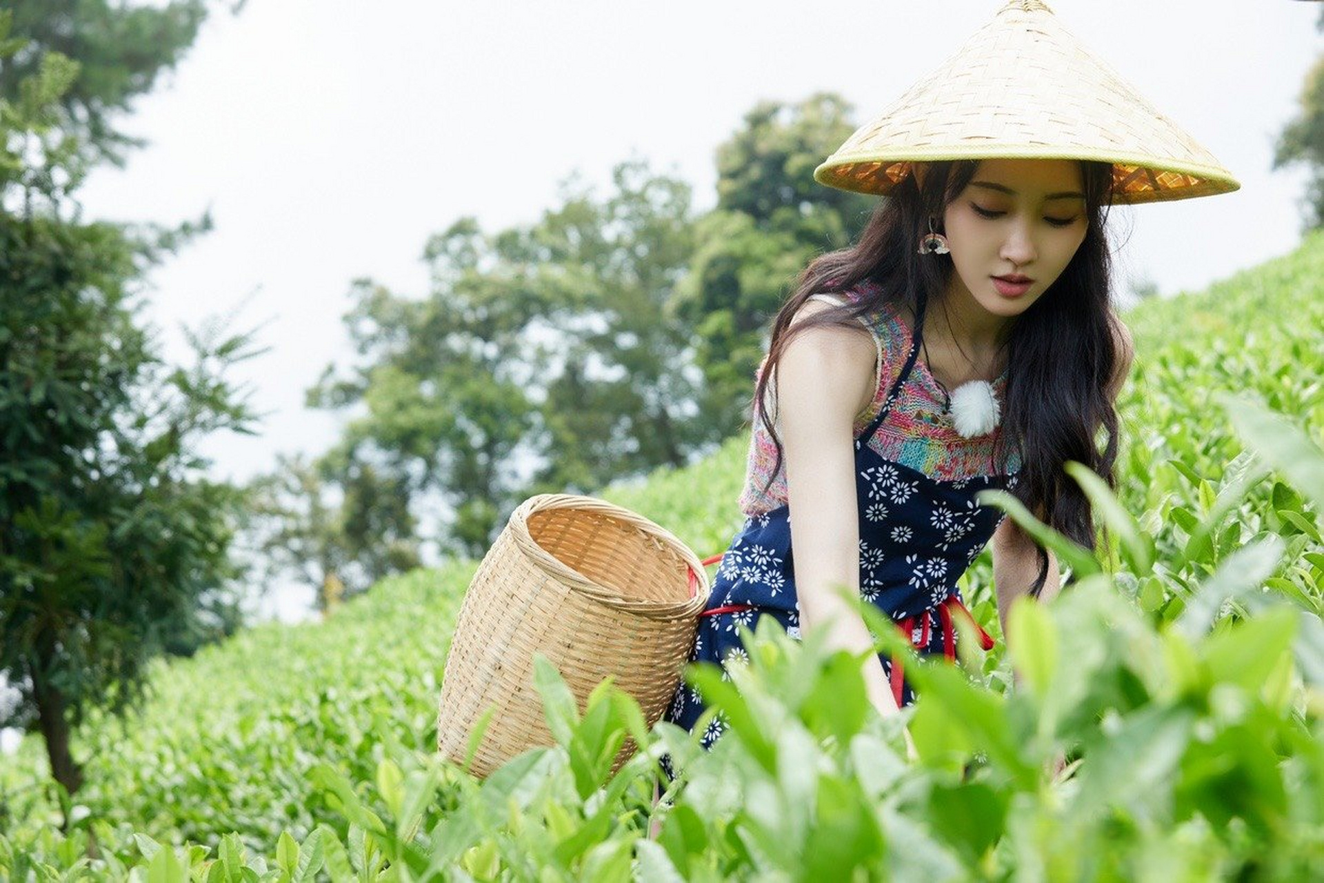 最美采茶女图片