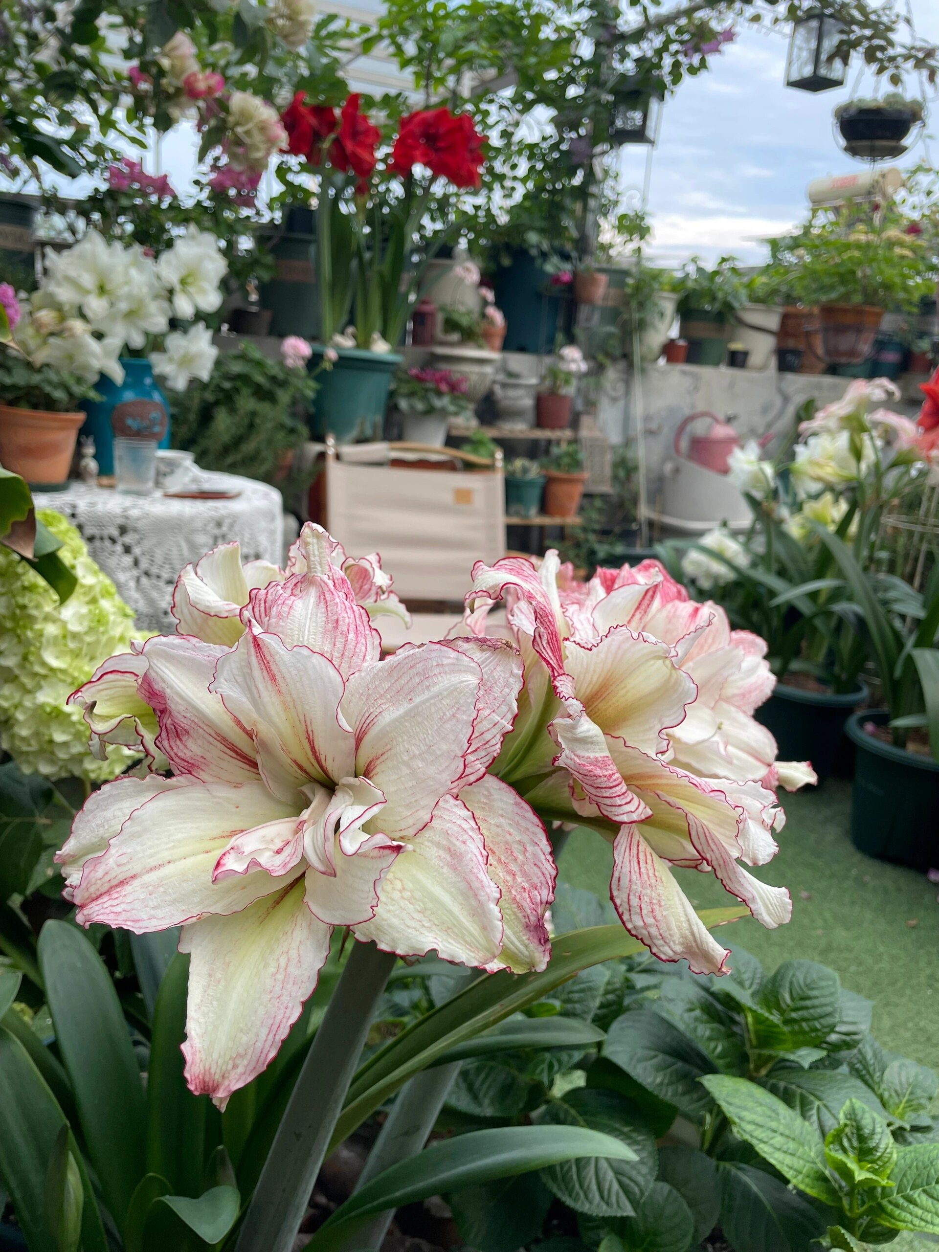 澳洲朱顶红安吉拉的2023年