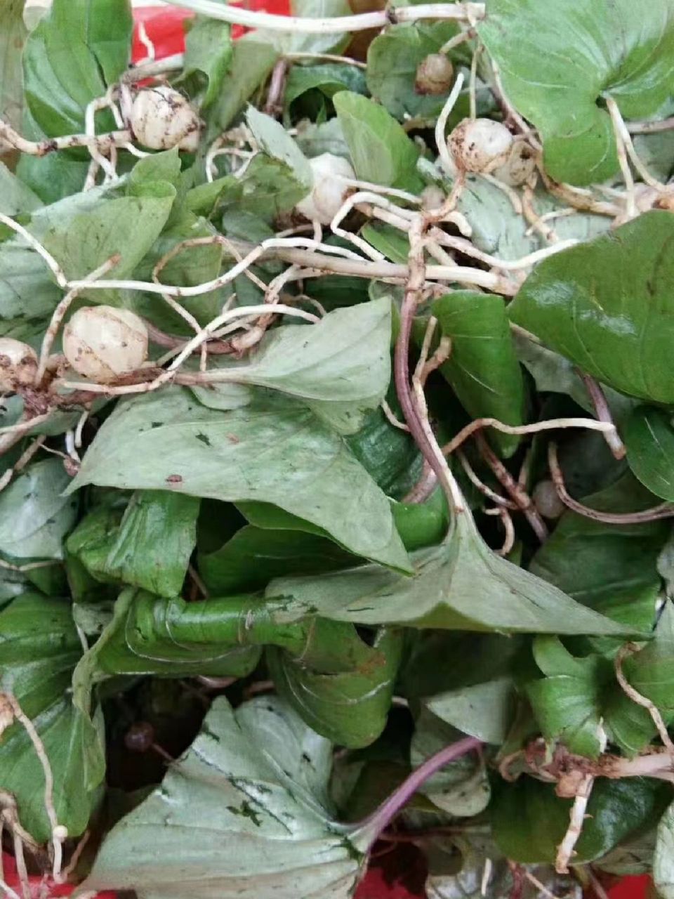 天葵具有清肺止咳,健脾消积,镇静止痛,清热解毒,散瘀消肿的功效,对